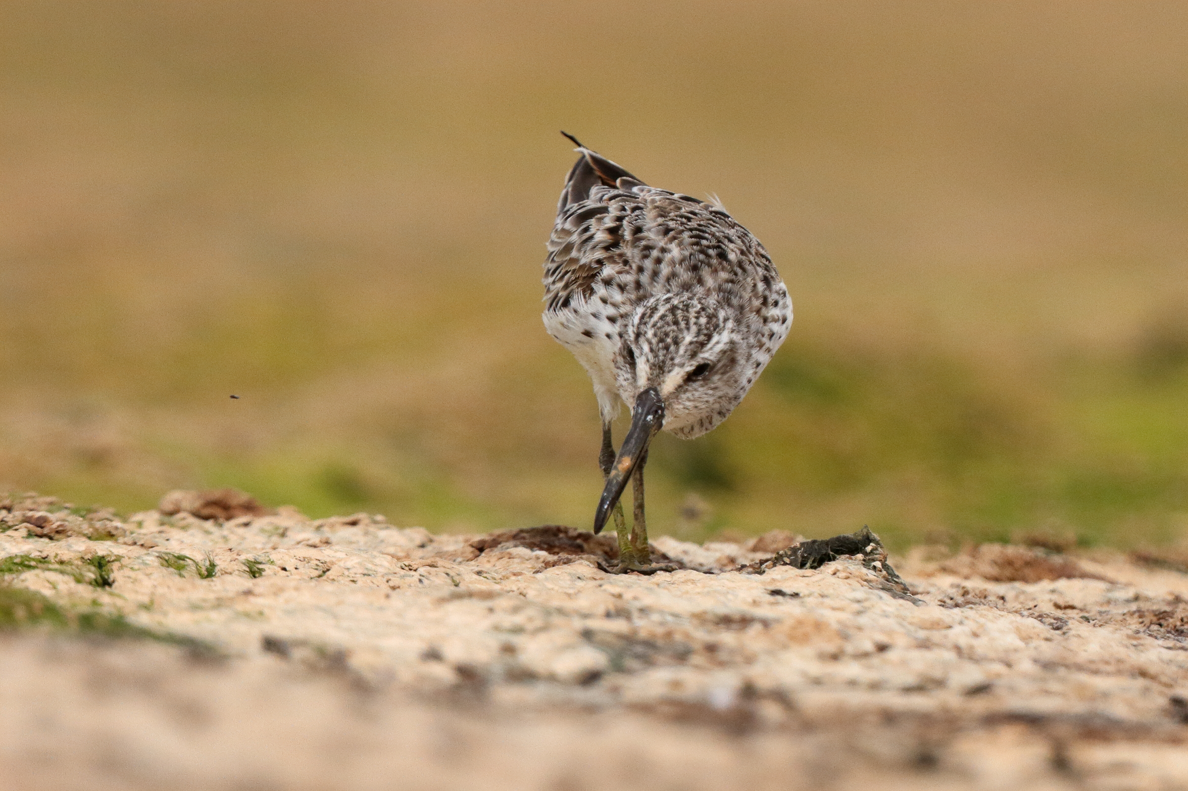 Broad-billed Sandpiper. Qatar, 01 April 2015 © Neil G. Morris.