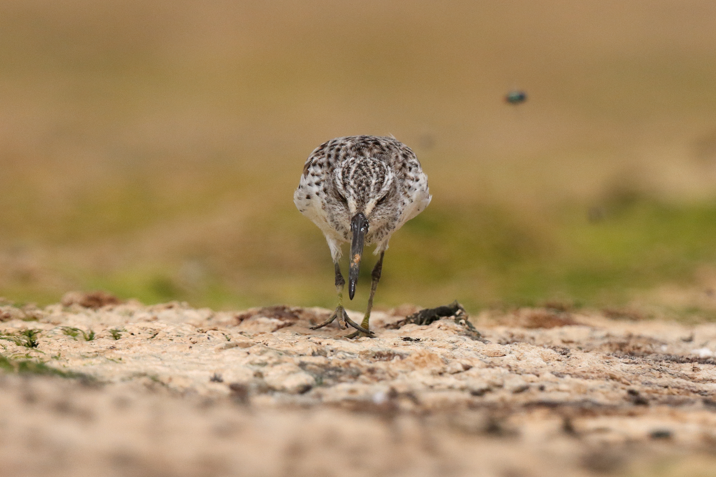 Broad-billed Sandpiper. Qatar, 01 April 2015 © Neil G. Morris.