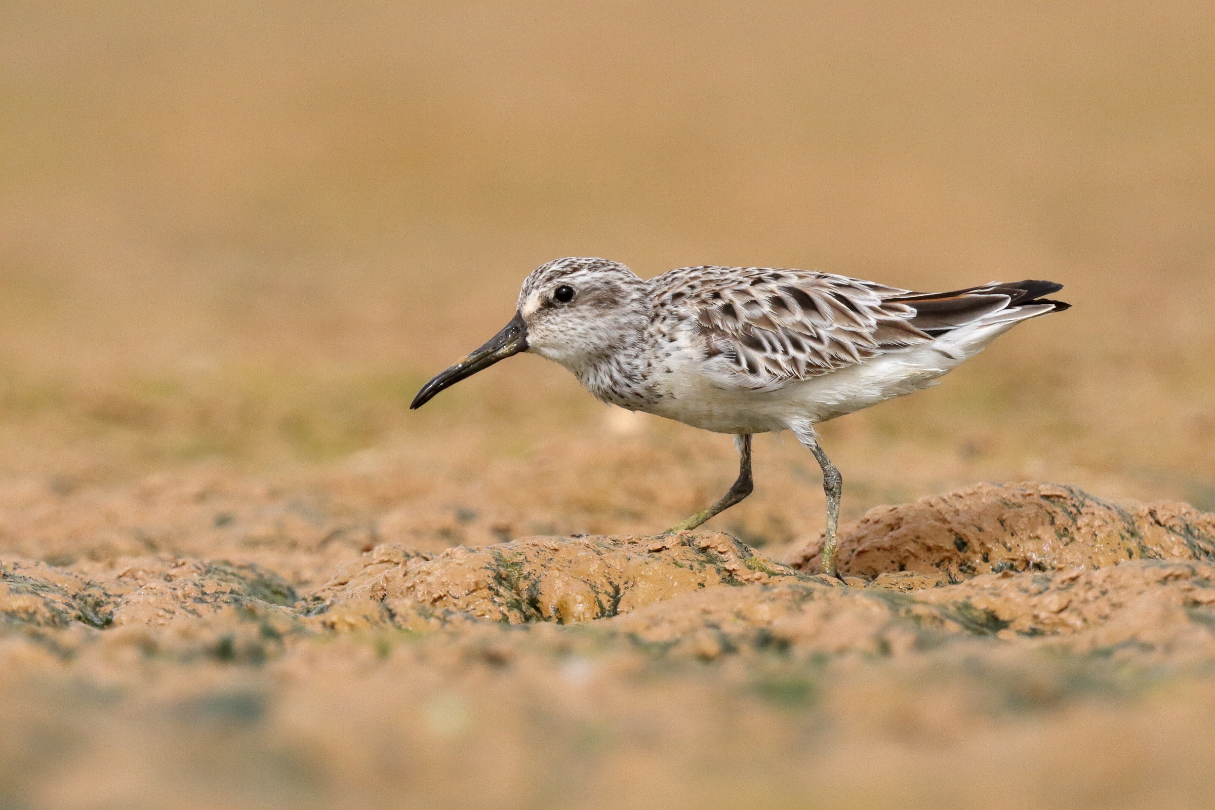 Broad-billed Sandpiper. Qatar, 01 April 2015 © Neil G. Morris.