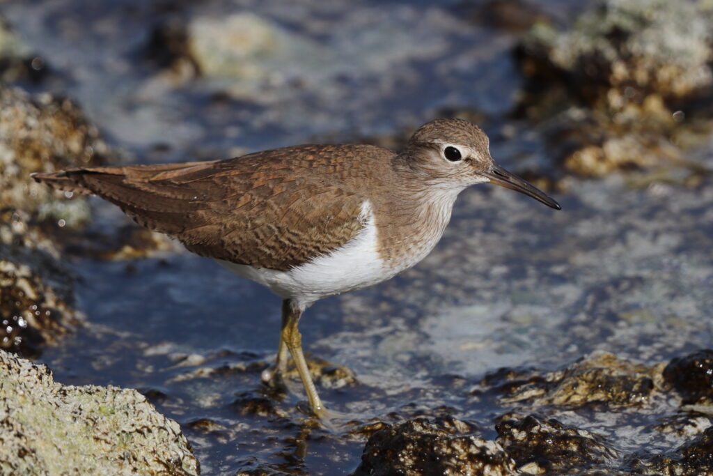 Common Sandpiper. Qatar, 24 January 2013 © Neil G. Morris.