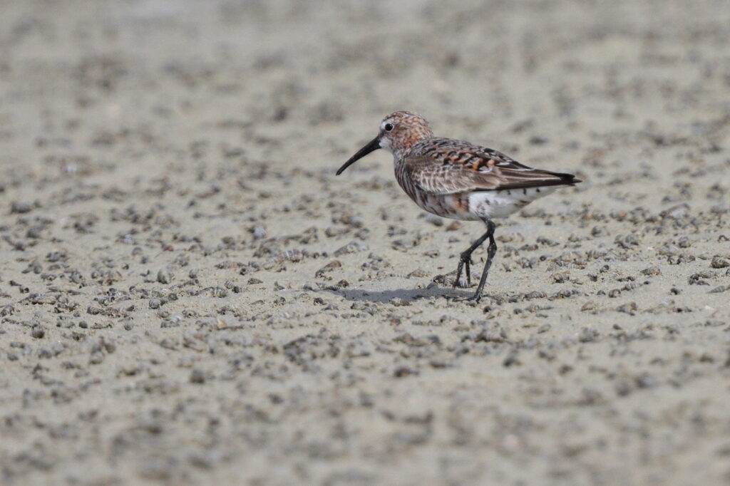Curlew Sandpiper. Qatar, 10 April 2013 © Neil G. Morris.