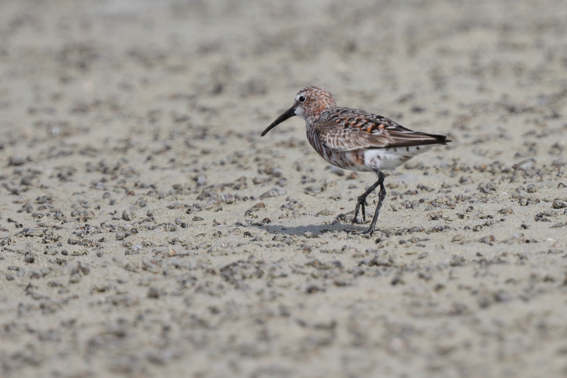 Curlew Sandpiper. Qatar, 10 April 2013 © Neil G. Morris.