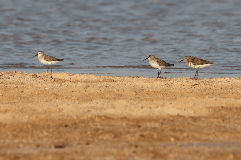 Curlew Sandpiper. Qatar, 24 June 2013 © Neil G. Morris.