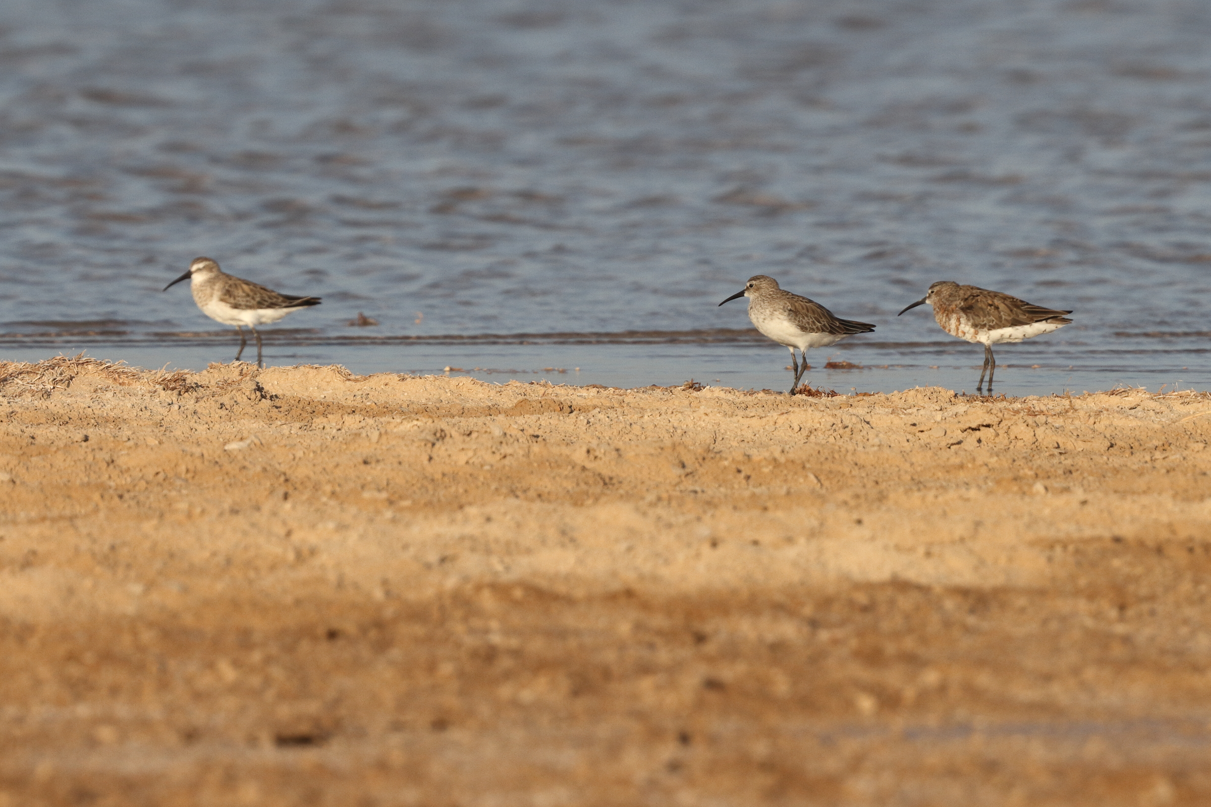 Curlew Sandpiper. Qatar, 24 June 2013 © Neil G. Morris.