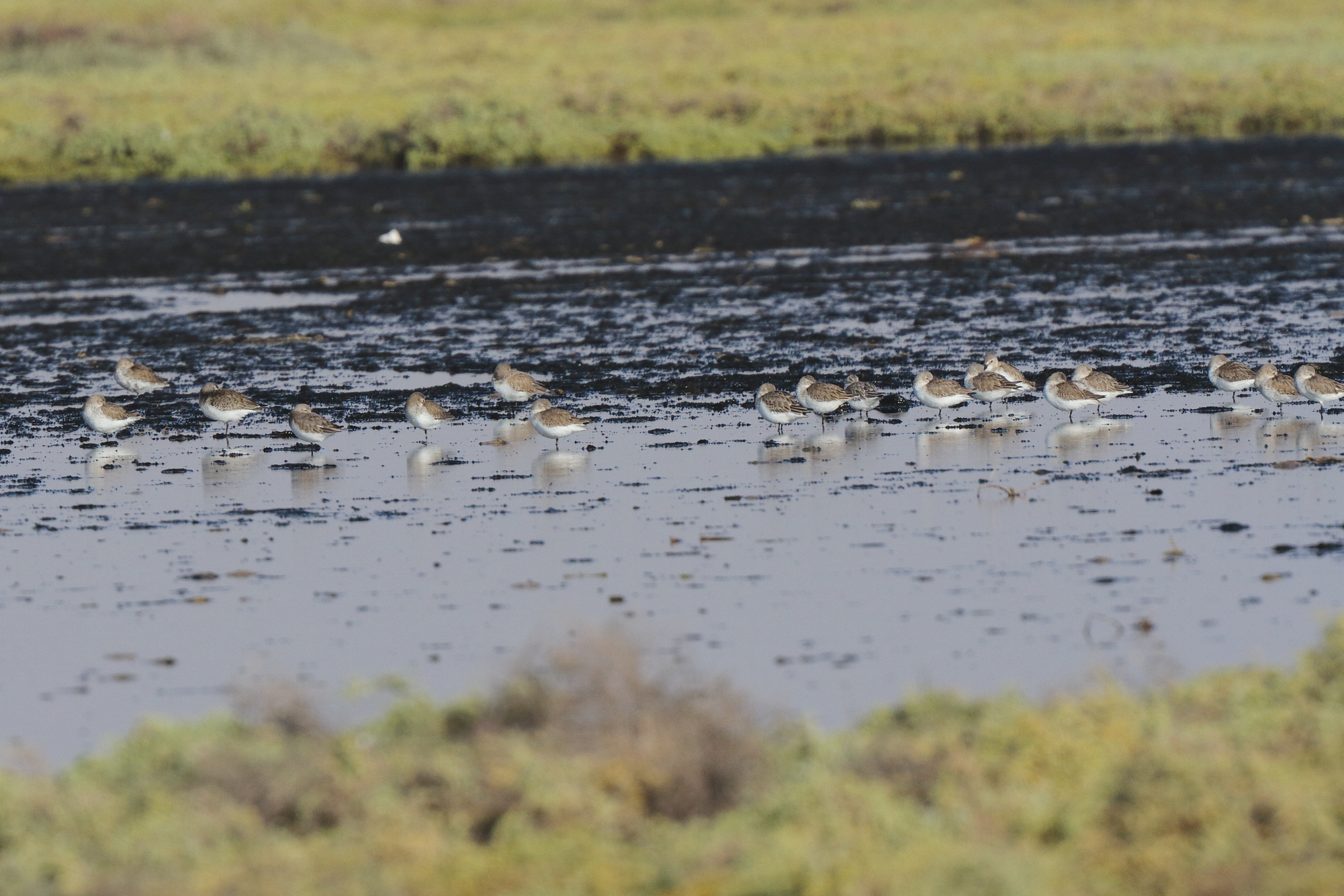 Curlew Sandpiper. Qatar, 24 November 2013 © Neil G. Morris.