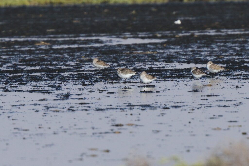 Curlew Sandpiper. Qatar, 24 November 2013 © Neil G. Morris.