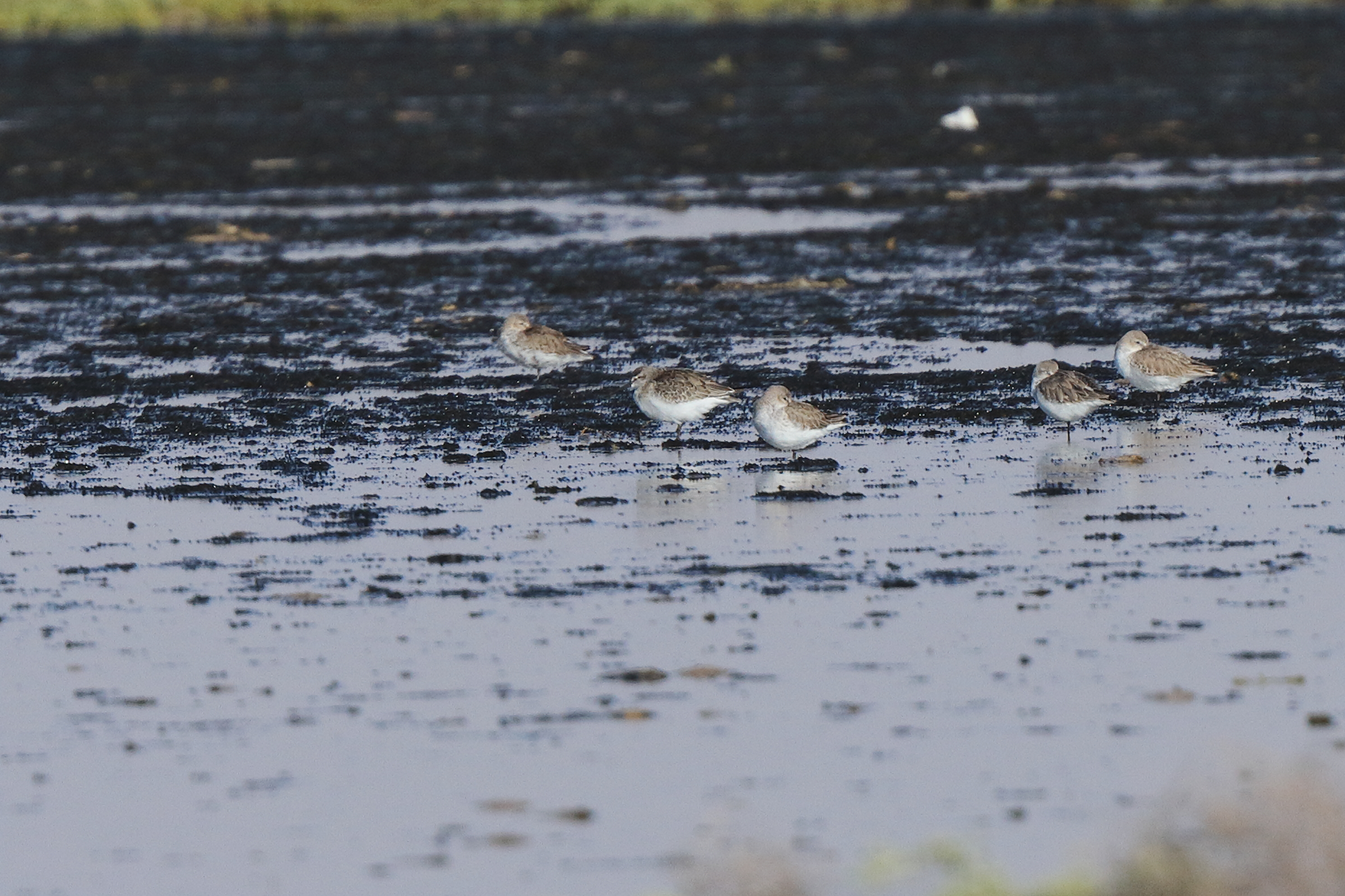 Curlew Sandpiper. Qatar, 24 November 2013 © Neil G. Morris.