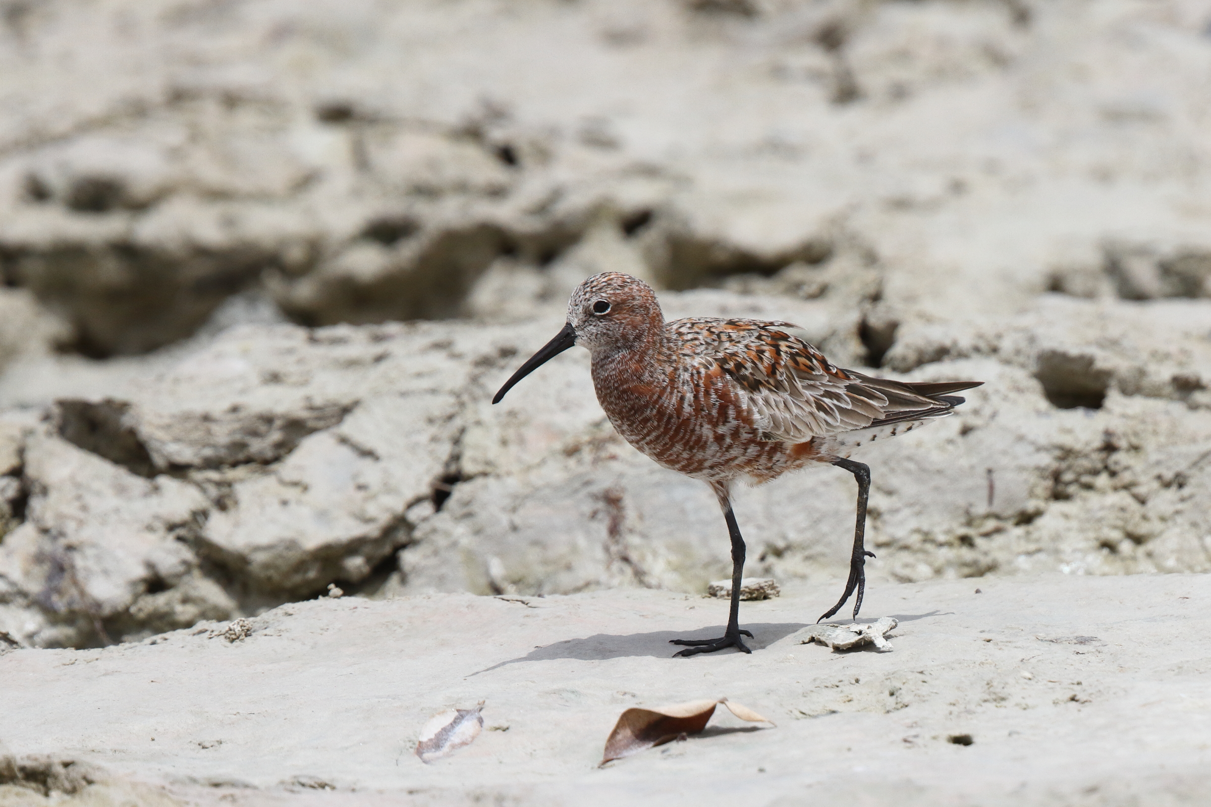 Curlew Sandpiper. Qatar, 30 April 2014 © Neil G. Morris.