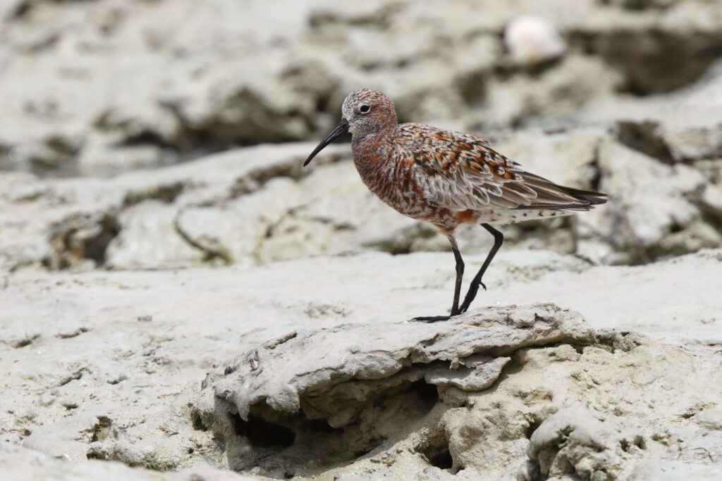 Curlew Sandpiper. Qatar, 30 April 2014 © Neil G. Morris.