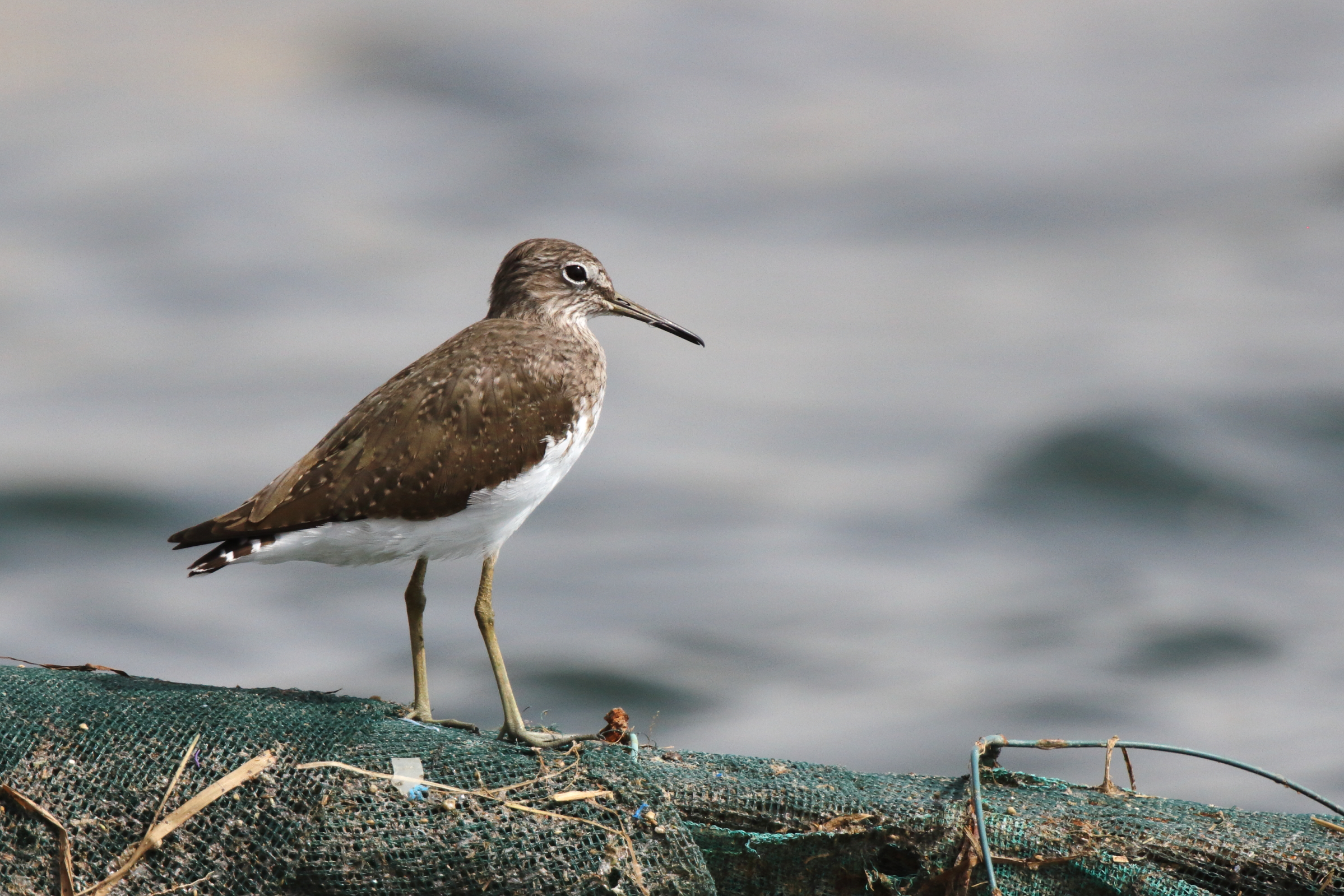 Green Sandpiper. Qatar, 21 October 2012 © Neil G. Morris.