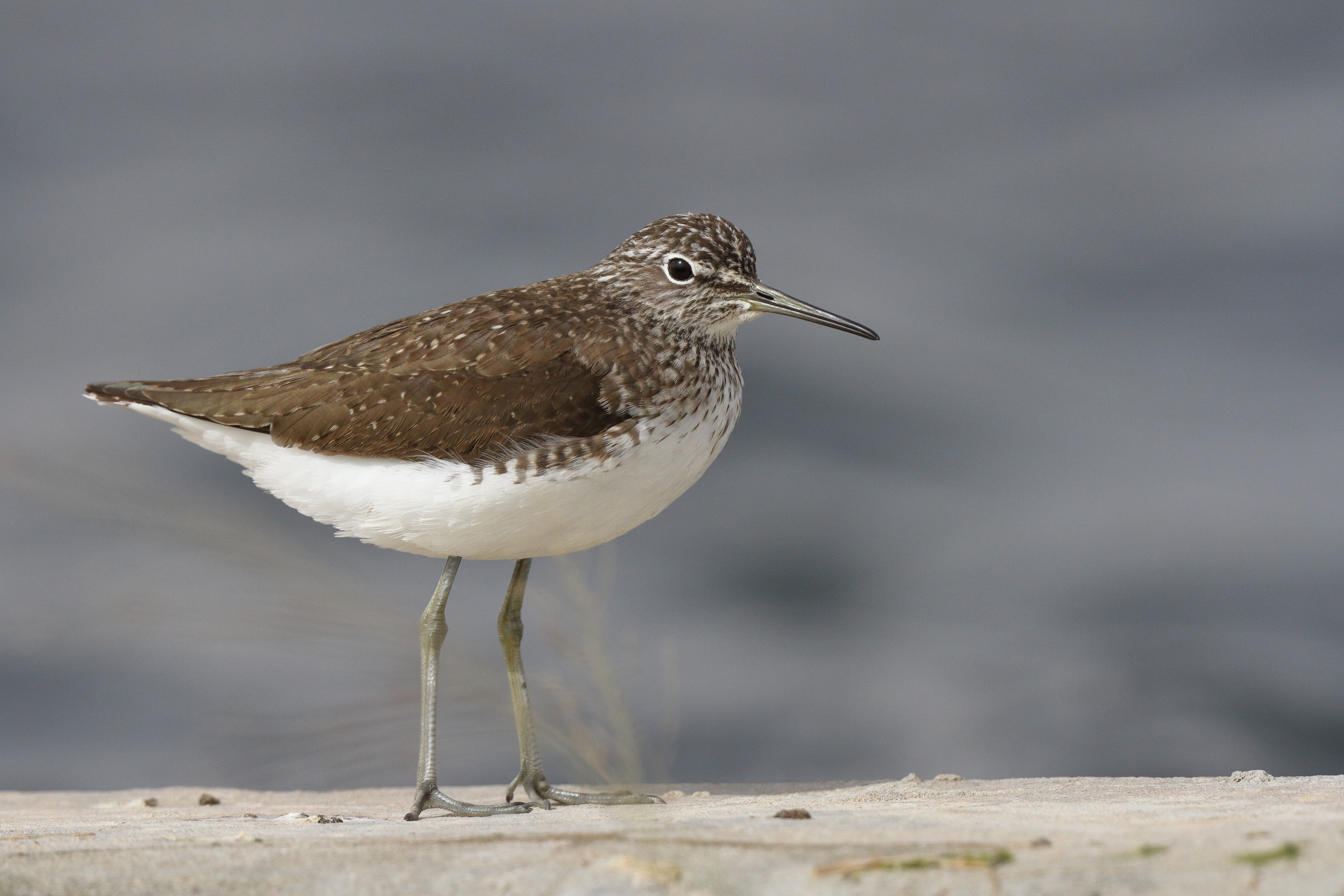Green Sandpiper. Qatar, 11 March 2013 © Neil G. Morris.