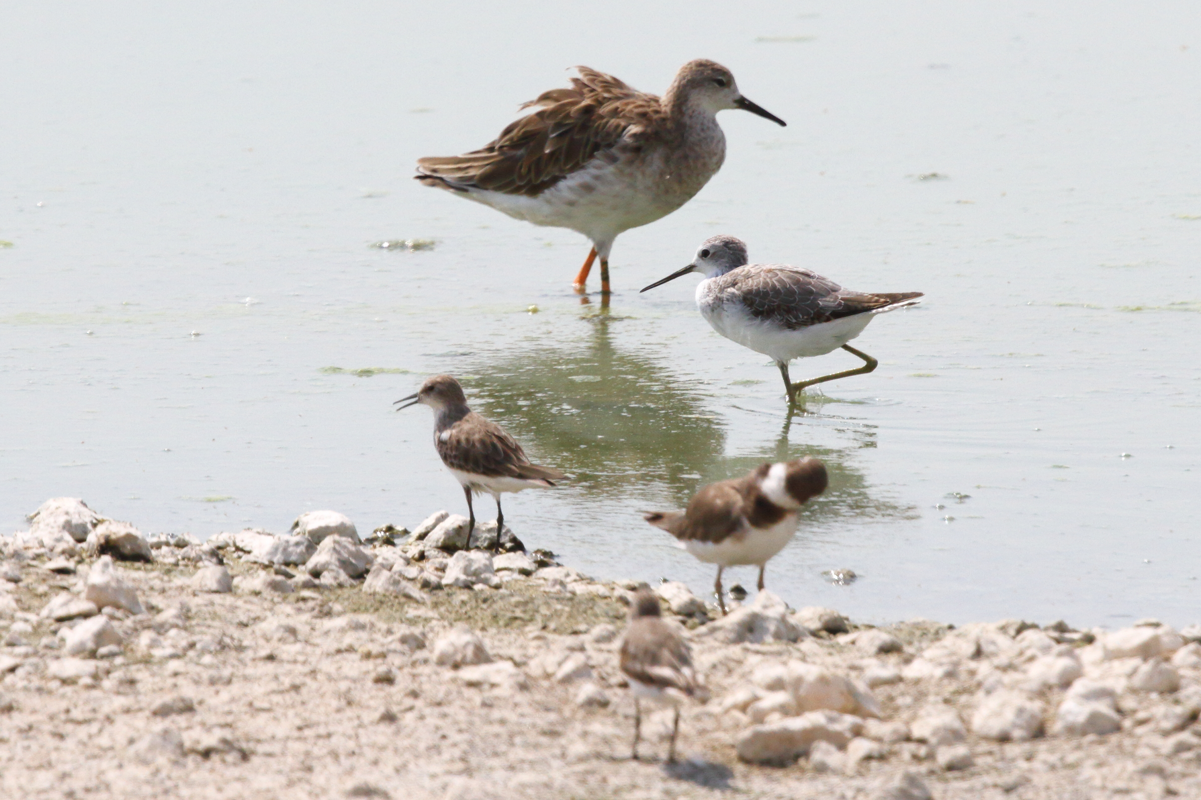 Marsh Sandpiper. Qatar, 05 October 2012 © Neil G. Morris.