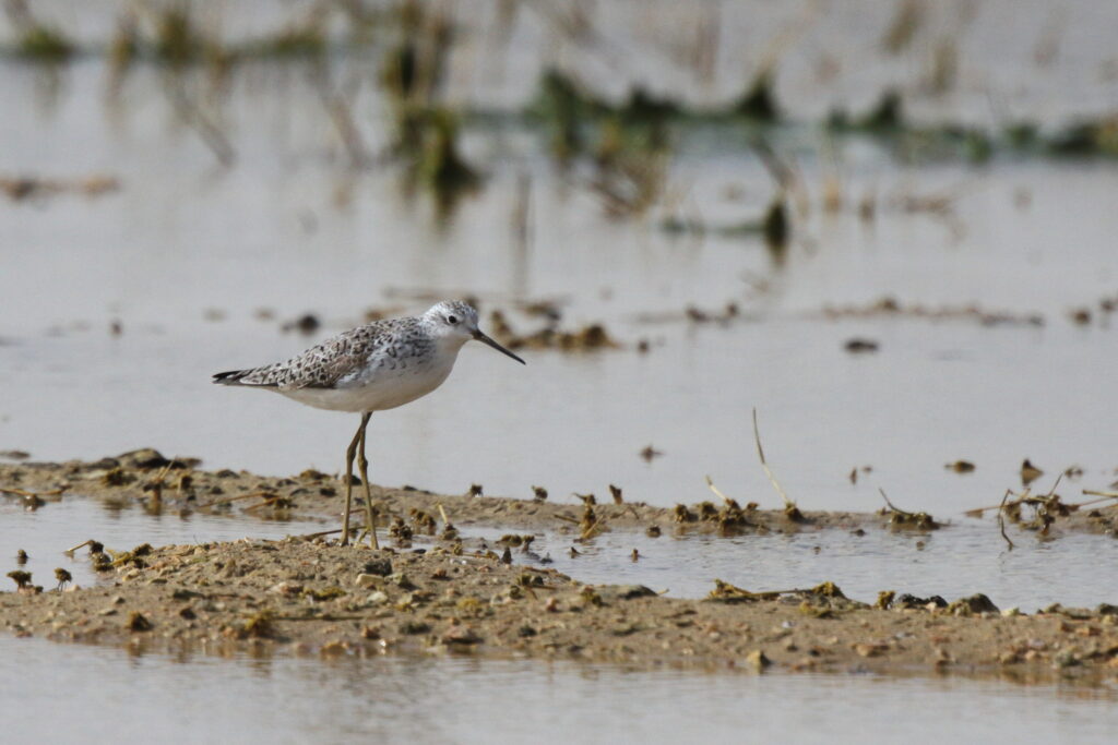 Marsh Sandpiper. Qatar, 25 February 2013 © Neil G. Morris.