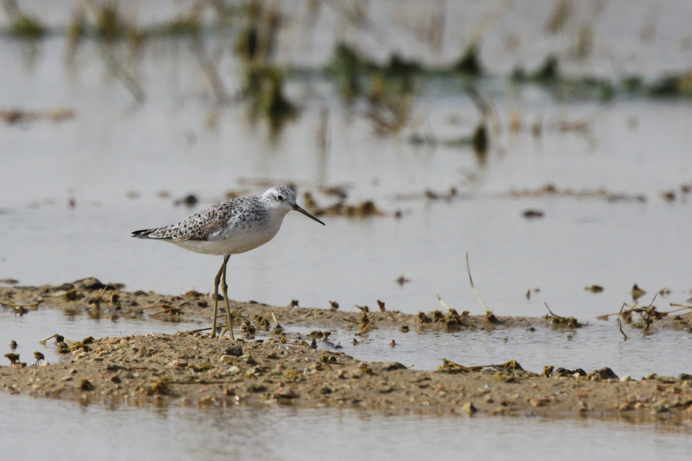 Marsh Sandpiper. Qatar, 25 February 2013 © Neil G. Morris.