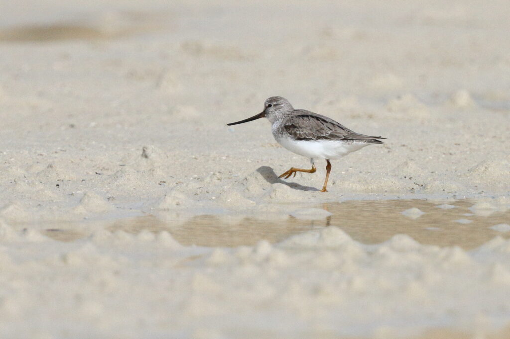 Terek Sandpiper. Qatar, 14 April 2013 © Neil G. Morris.