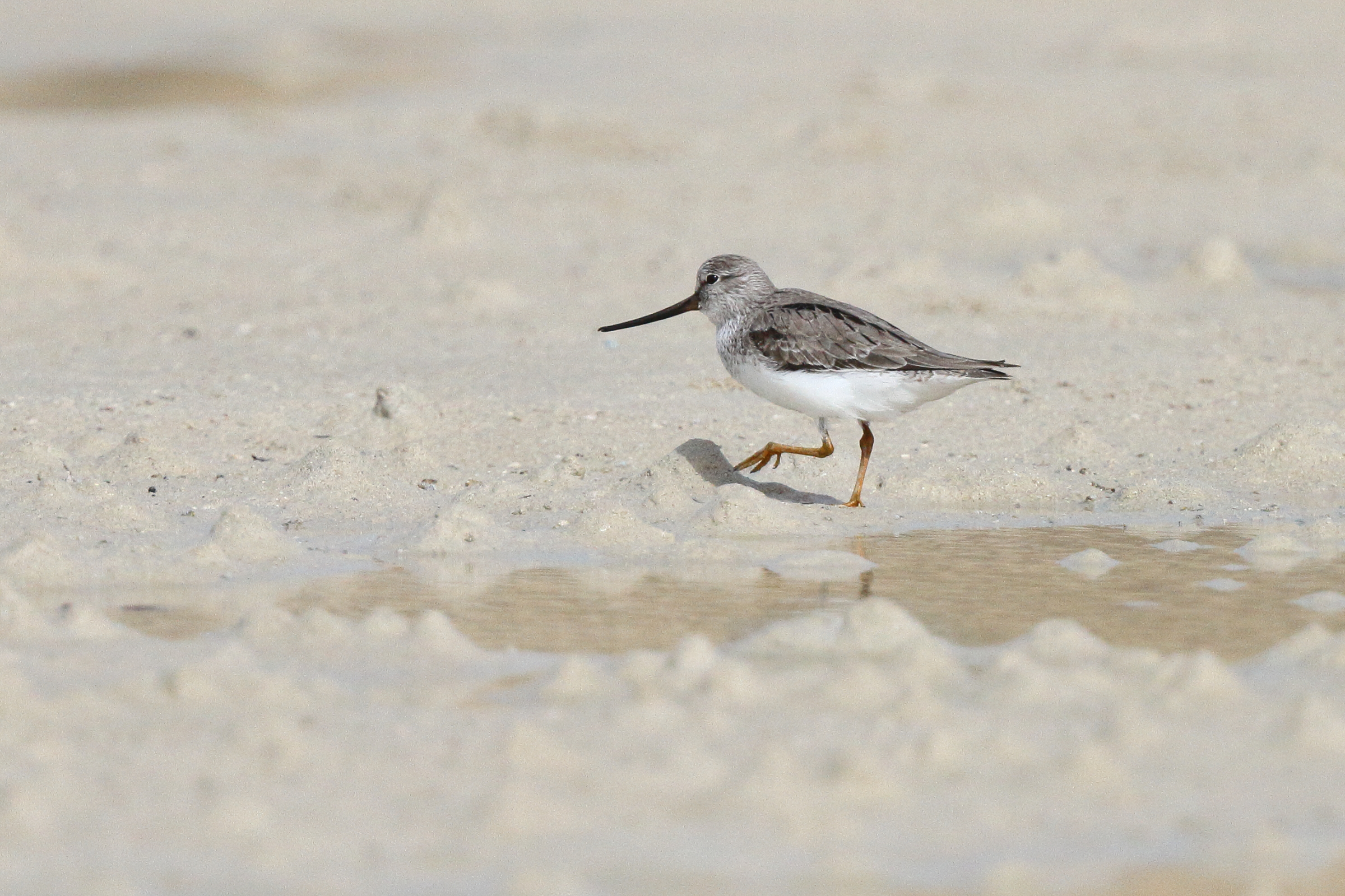 Wood Sandpiper. Qatar, 14 April 2013 © Neil G. Morris.