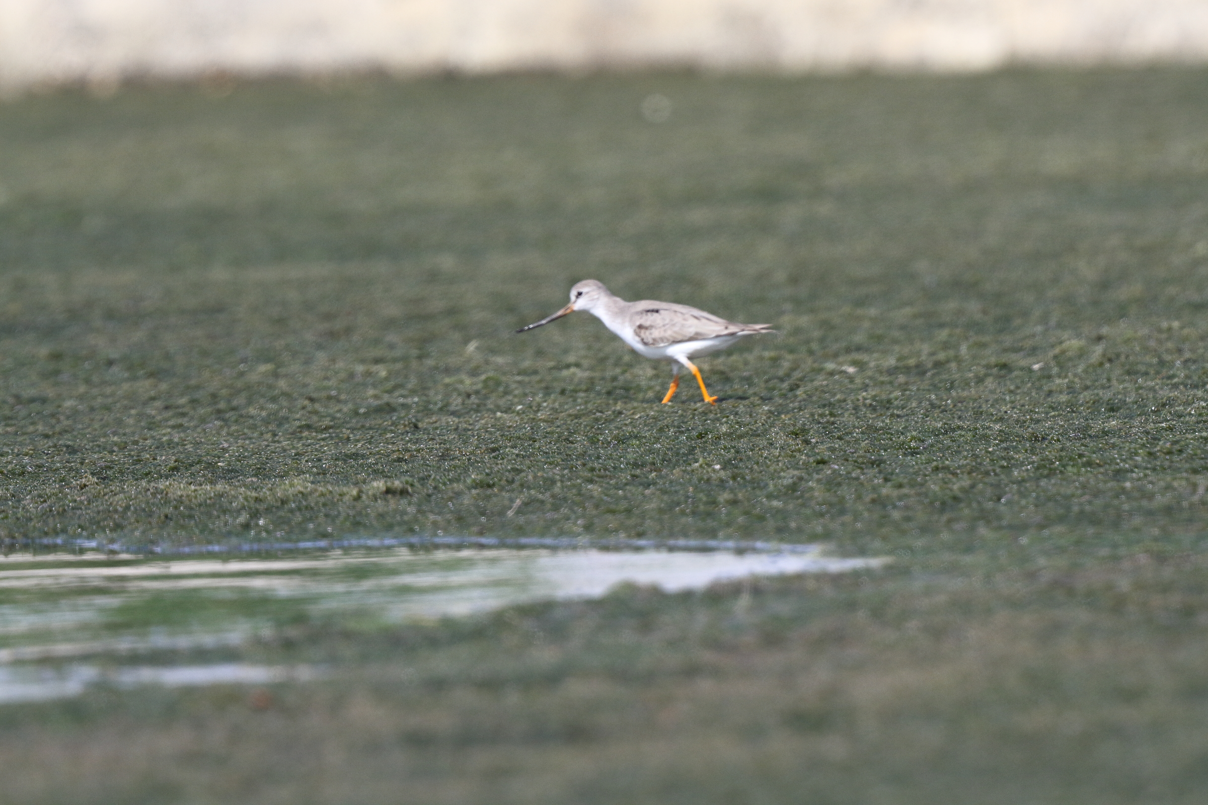 Wood Sandpiper. Qatar, 09 April 2014 © Neil G. Morris.