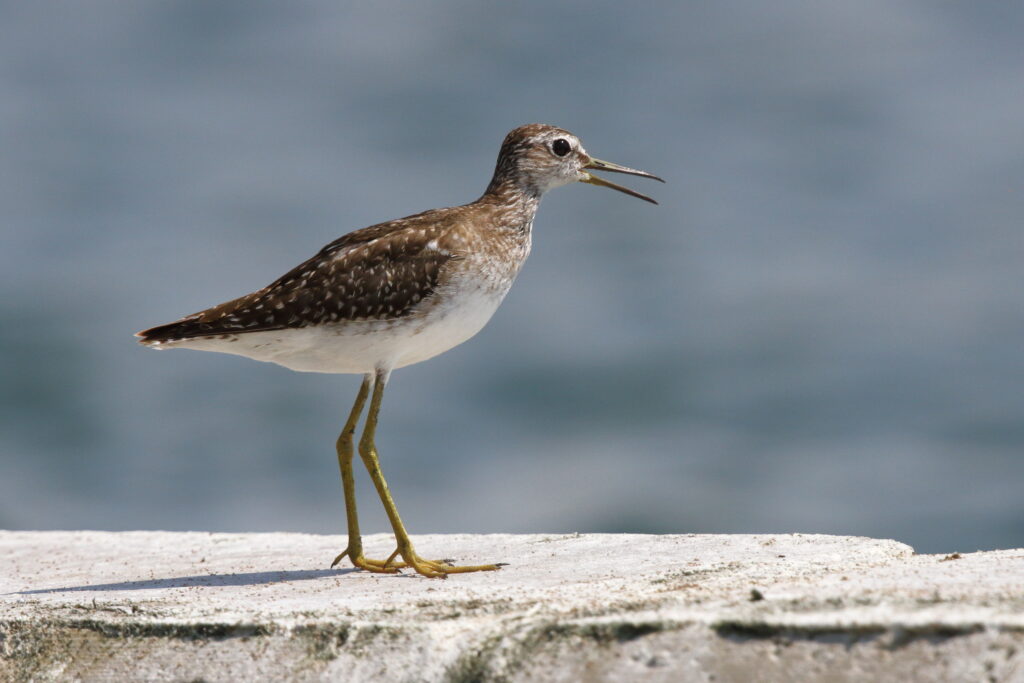 Wood Sandpiper. Qatar, 10 October 2012.