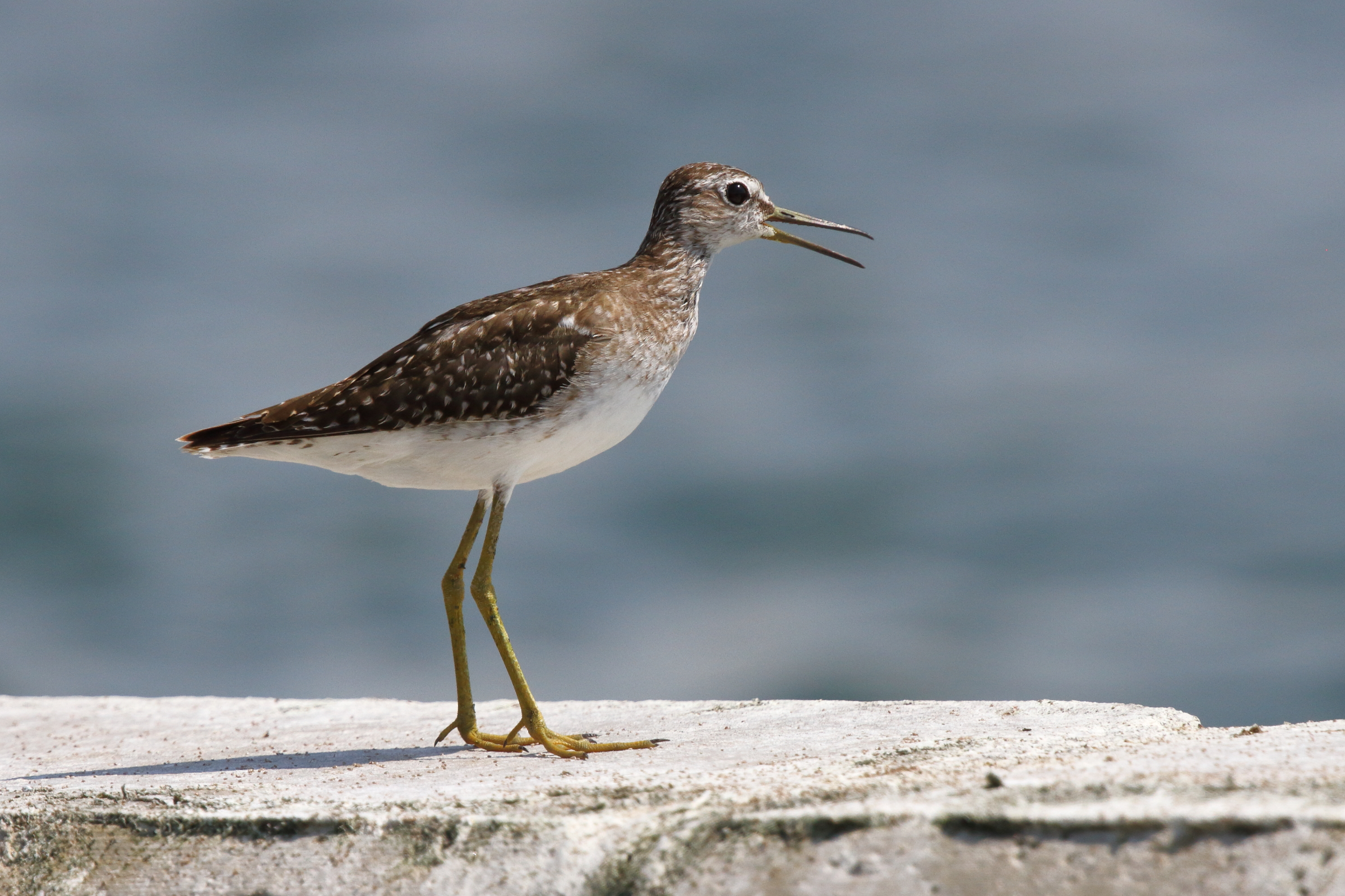 Wood Sandpiper. Qatar, 10 October 2012 © Neil G. Morris.