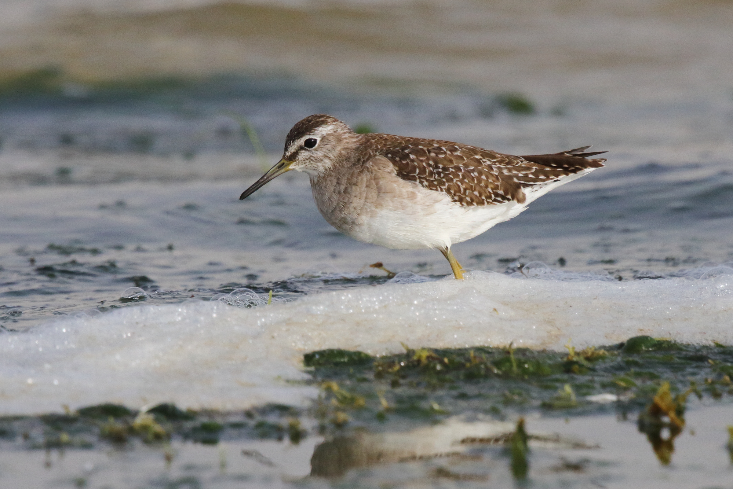 Wood Sandpiper. Qatar, 25 February 2013 © Neil G. Morris.