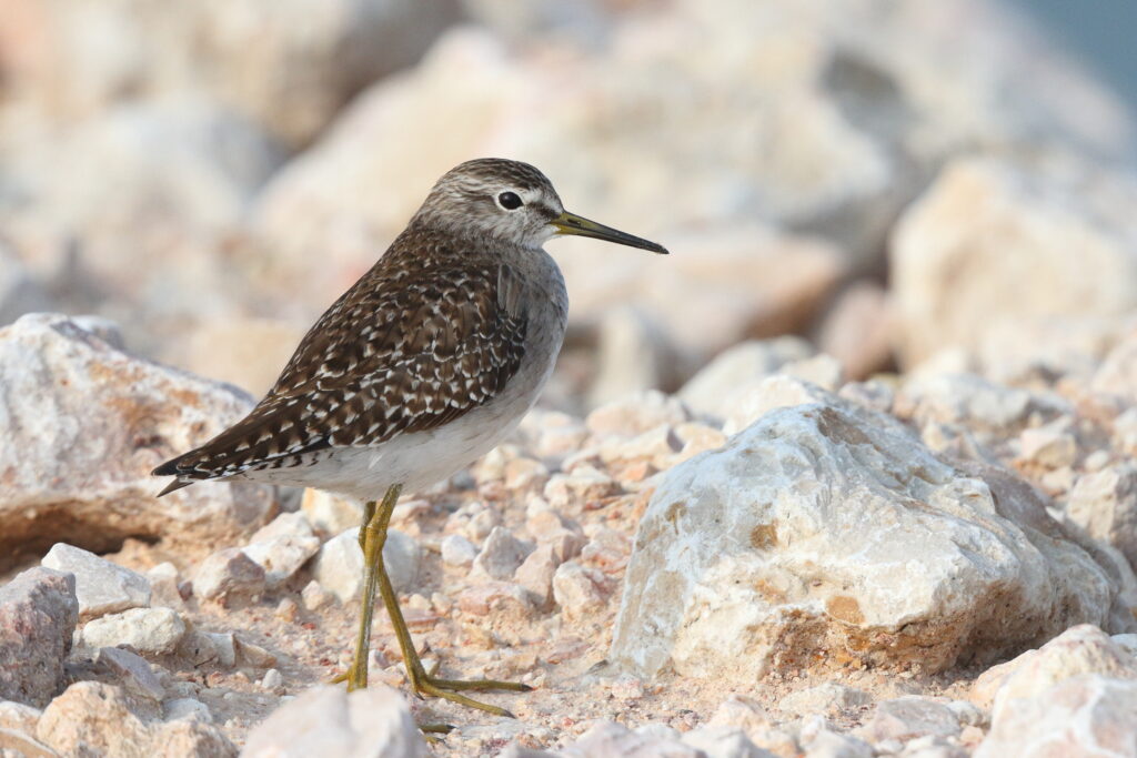 Wood Sandpiper. Qatar, 20 January 2014 © Neil G. Morris.