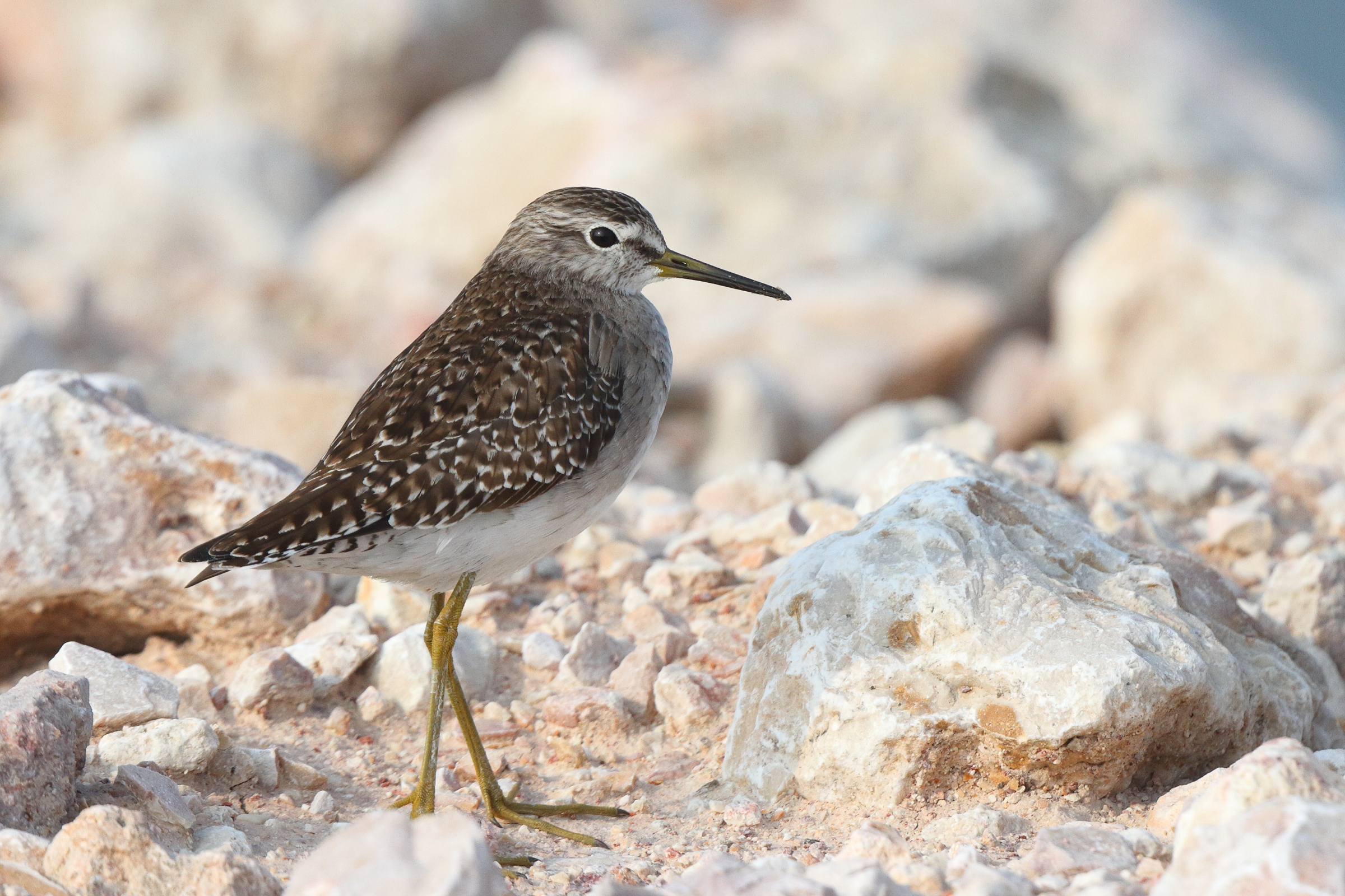 Wood Sandpiper. Qatar, 20 January 2014 © Neil G. Morris.