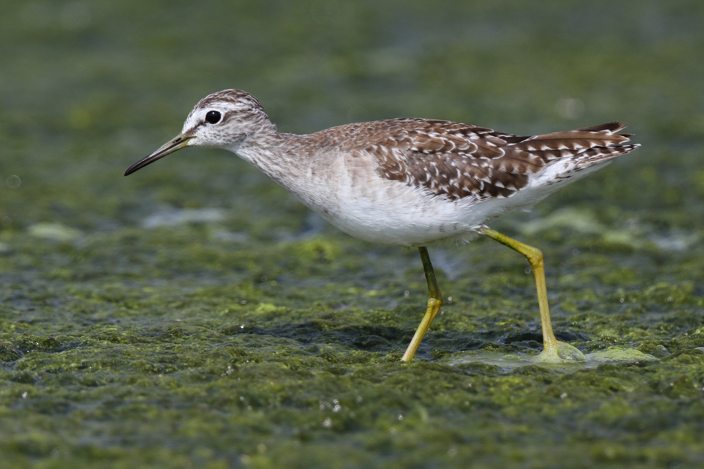 Wood Sandpiper. Qatar, 27 February 2014 © Neil G. Morris.