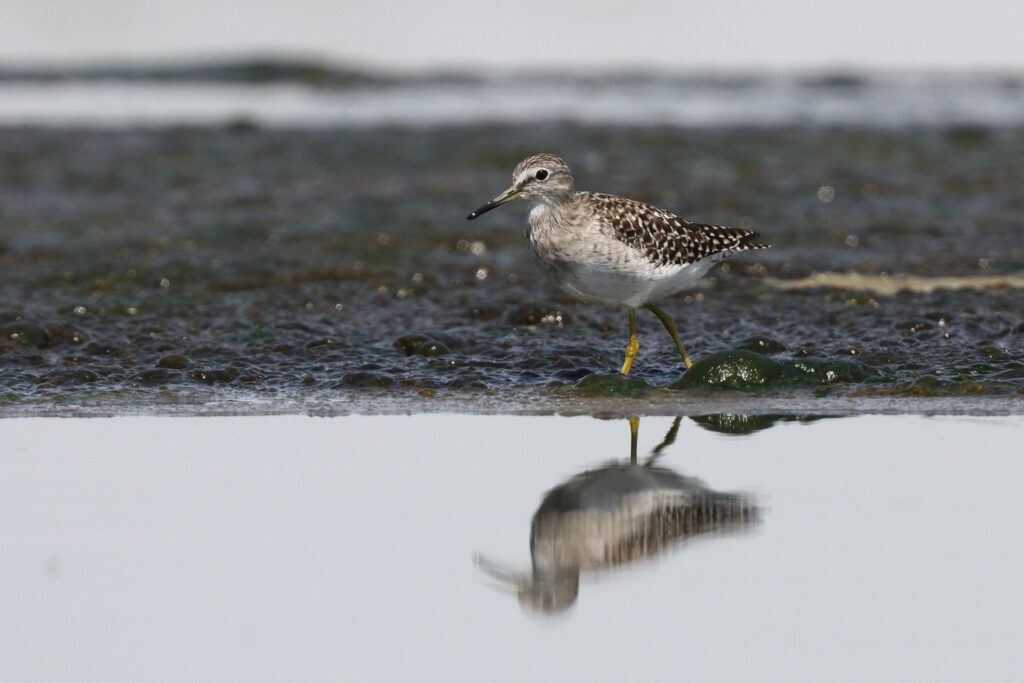 Wood Sandpiper. Qatar, 09 April 2014 © Neil G. Morris.
