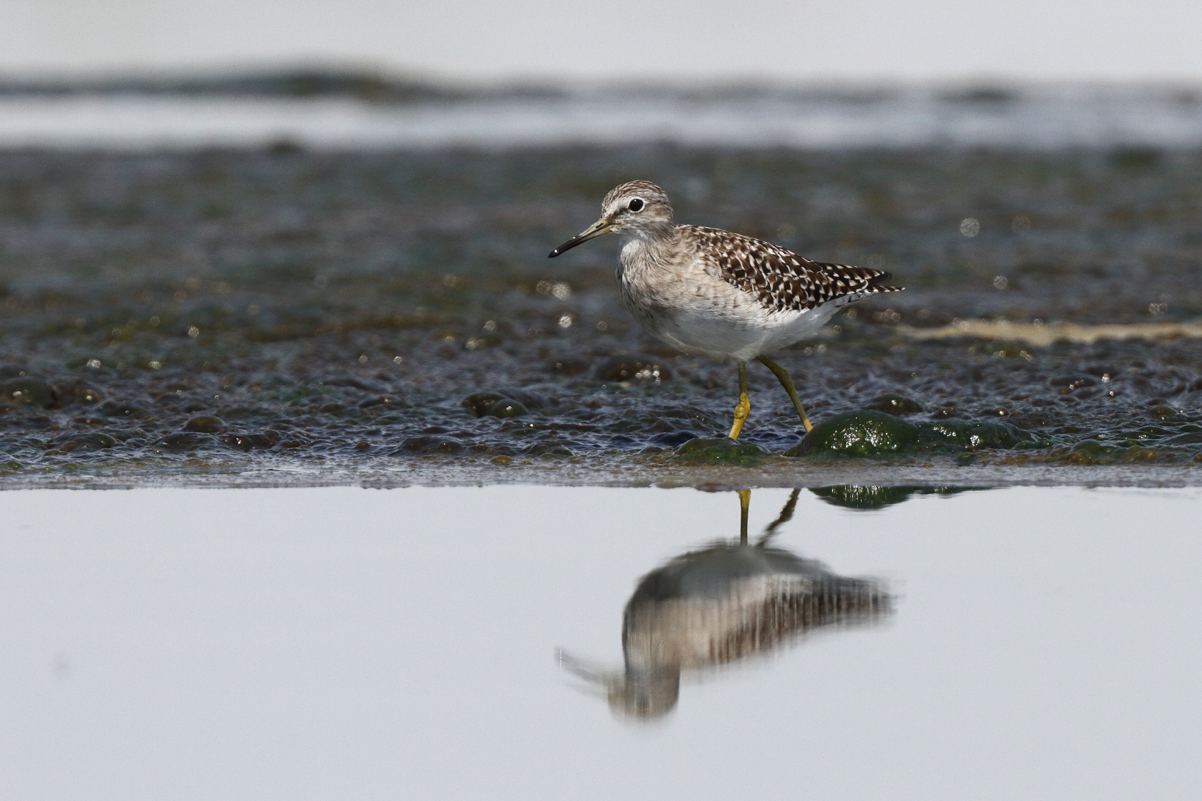Wood Sandpiper. Qatar, 09 April 2014 © Neil G. Morris.