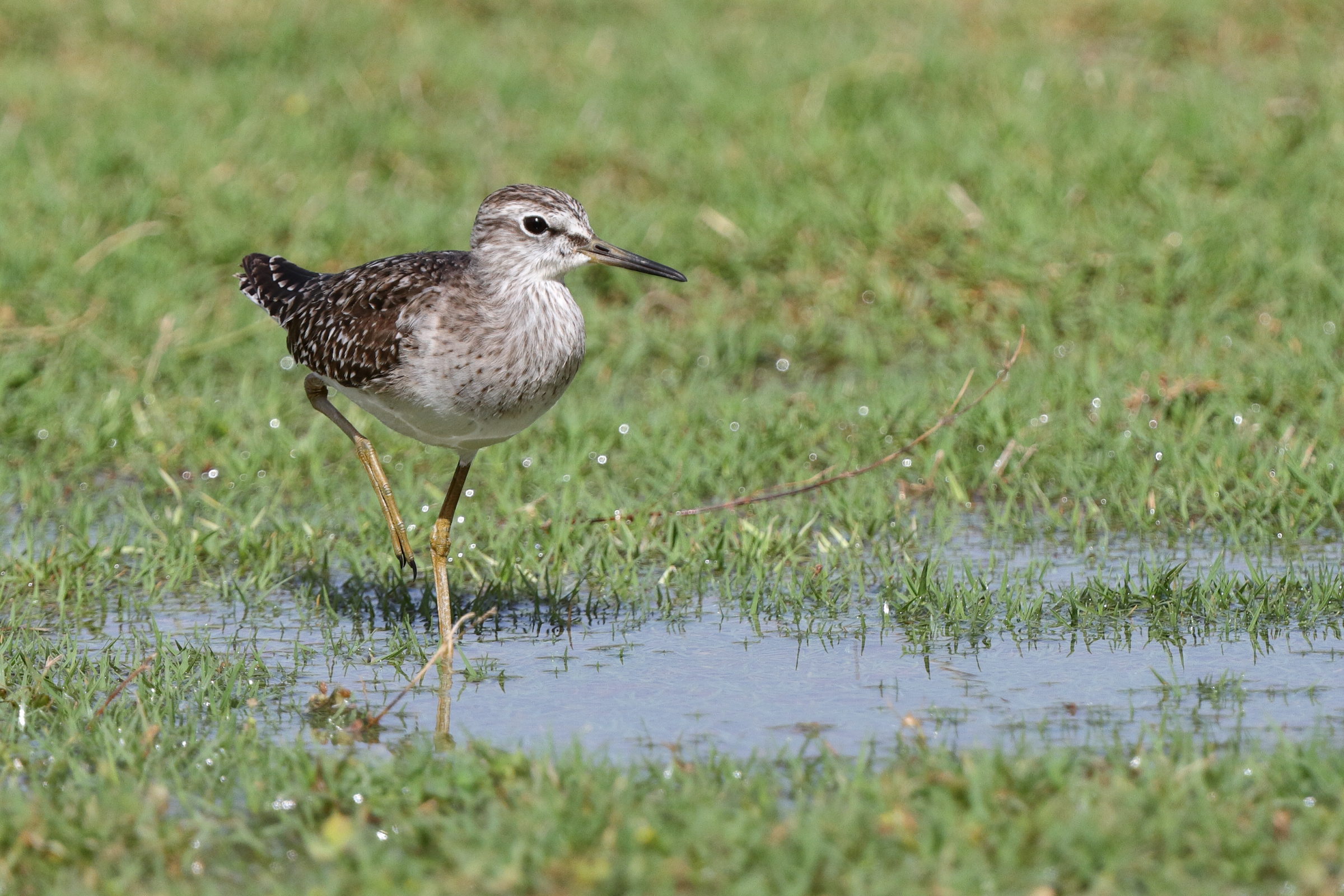 Wood Sandpiper. Qatar, 05 May 2014 © Neil G. Morris.