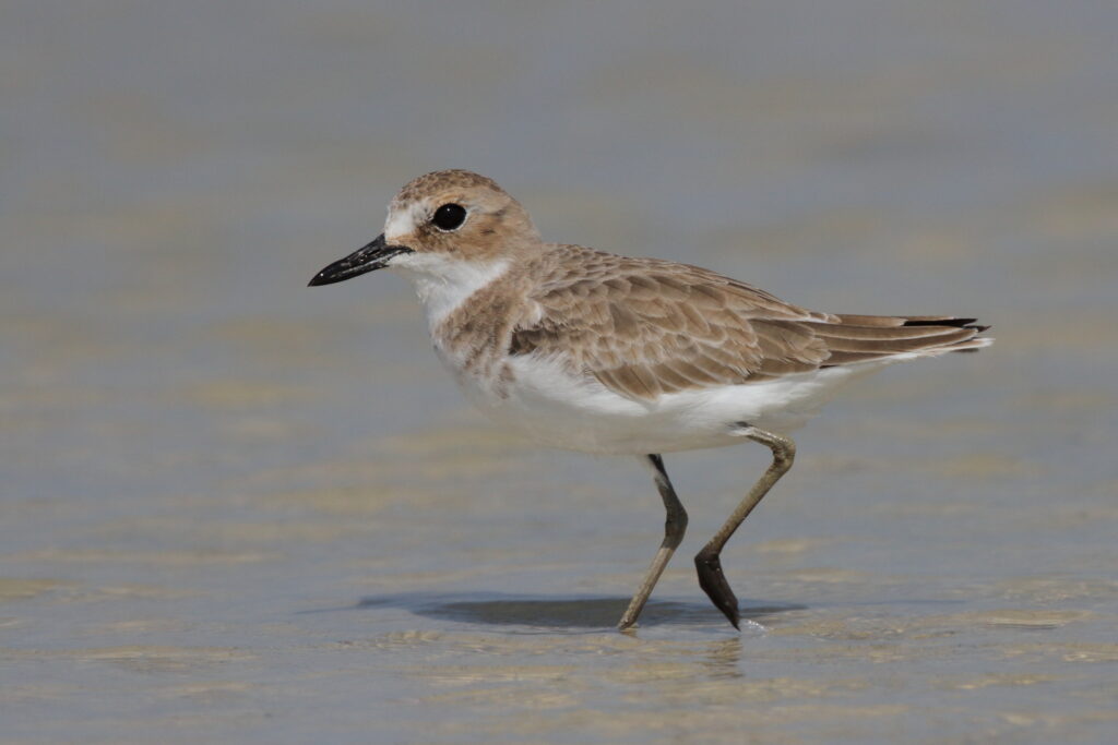 Greater Sandplover. Qatar, 18 October 2012 © Neil G. Morris.