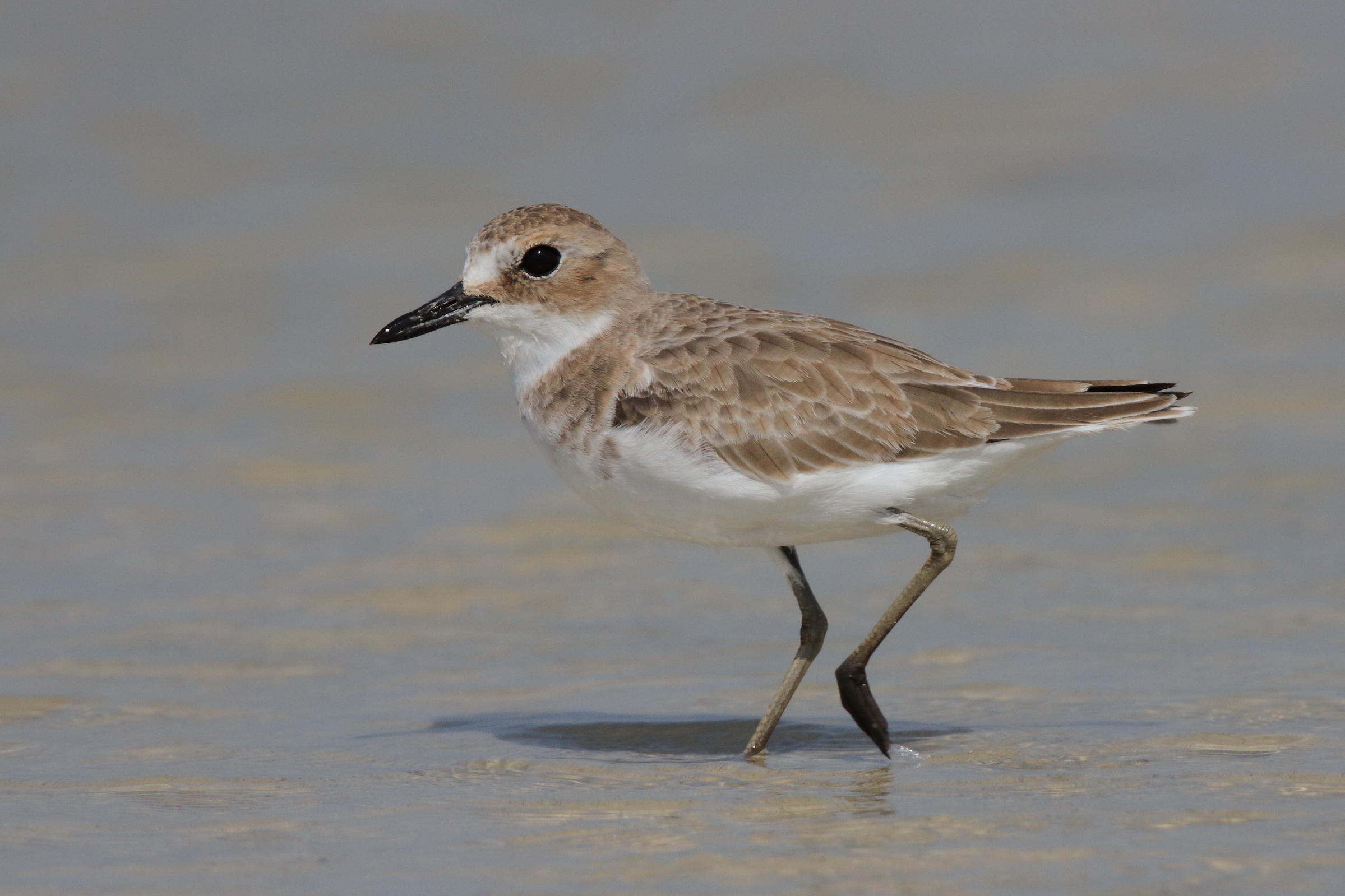 Greater Sandplover. Qatar, 18 October 2012 © Neil G. Morris.