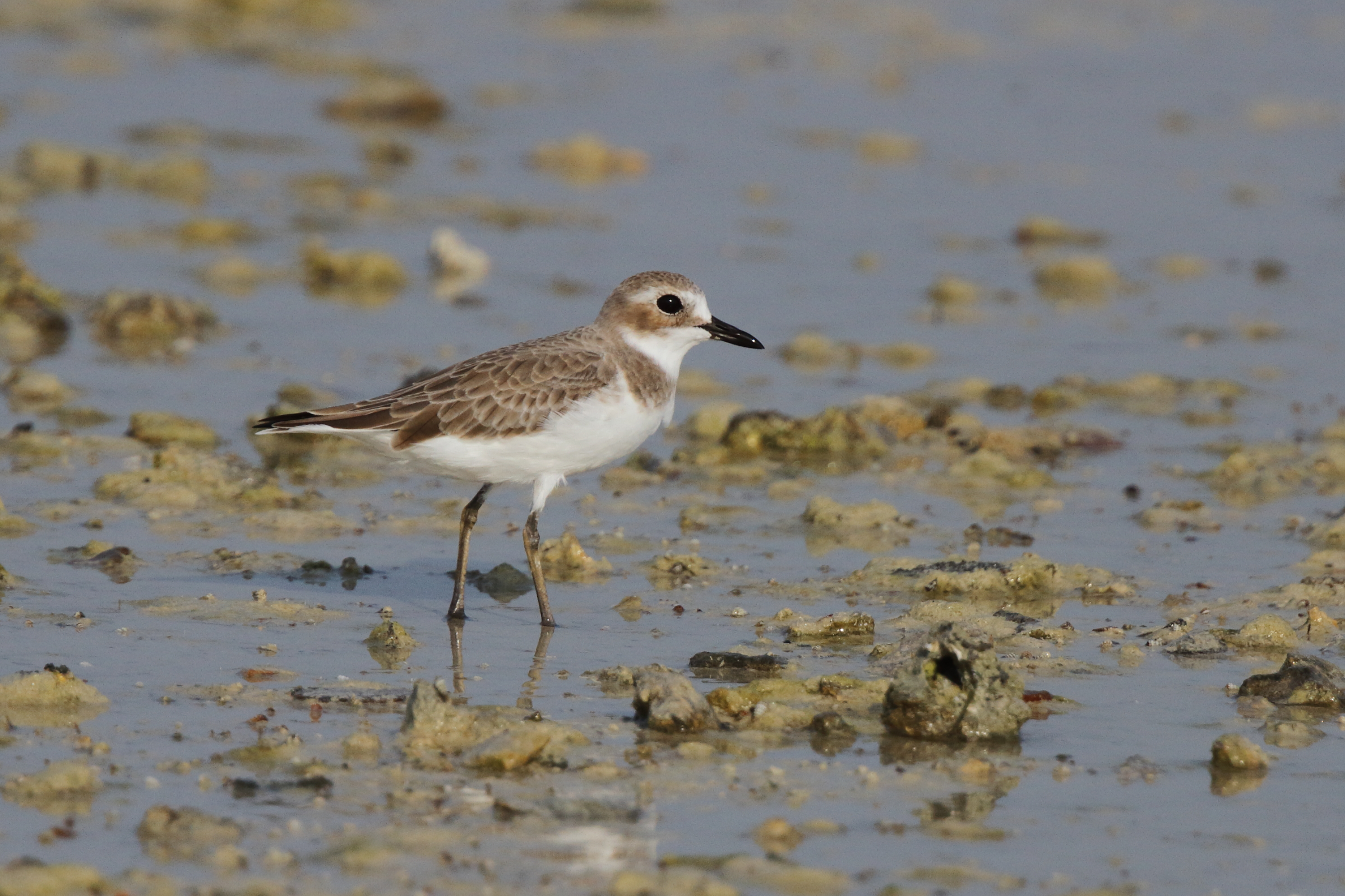 Greater Sandplover. Qatar, 22 October 2012 © Neil G. Morris.