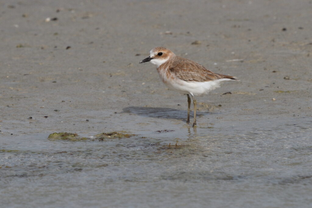 Greater Sandplover. Qatar, 07 March 2013 © Neil G. Morris.