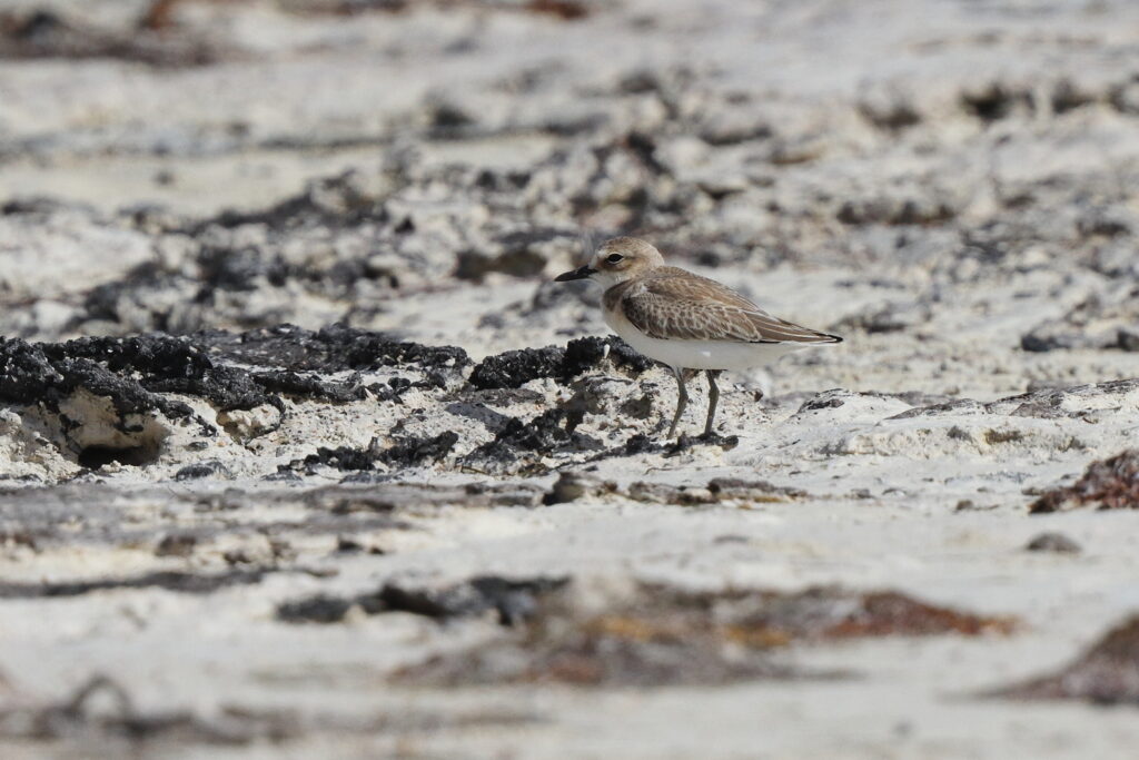 Greater Sandplover. Qatar, 07 June 2013 © Neil G. Morris.