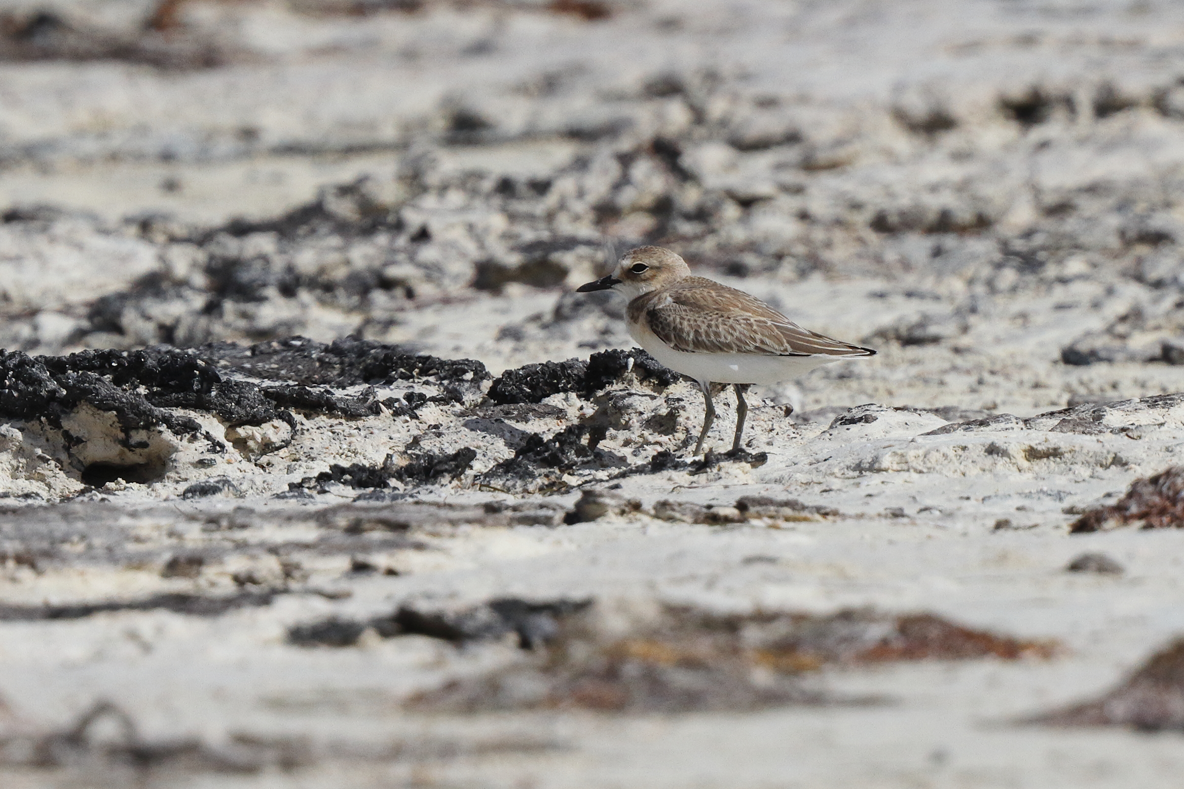 Greater Sandplover. Qatar, 07 June 2013 © Neil G. Morris.
