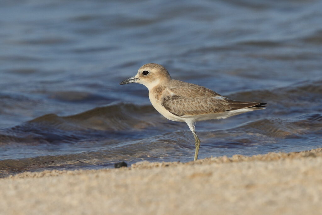 Greater Sandplover. Qatar, 24 June 2013 © Neil G. Morris.