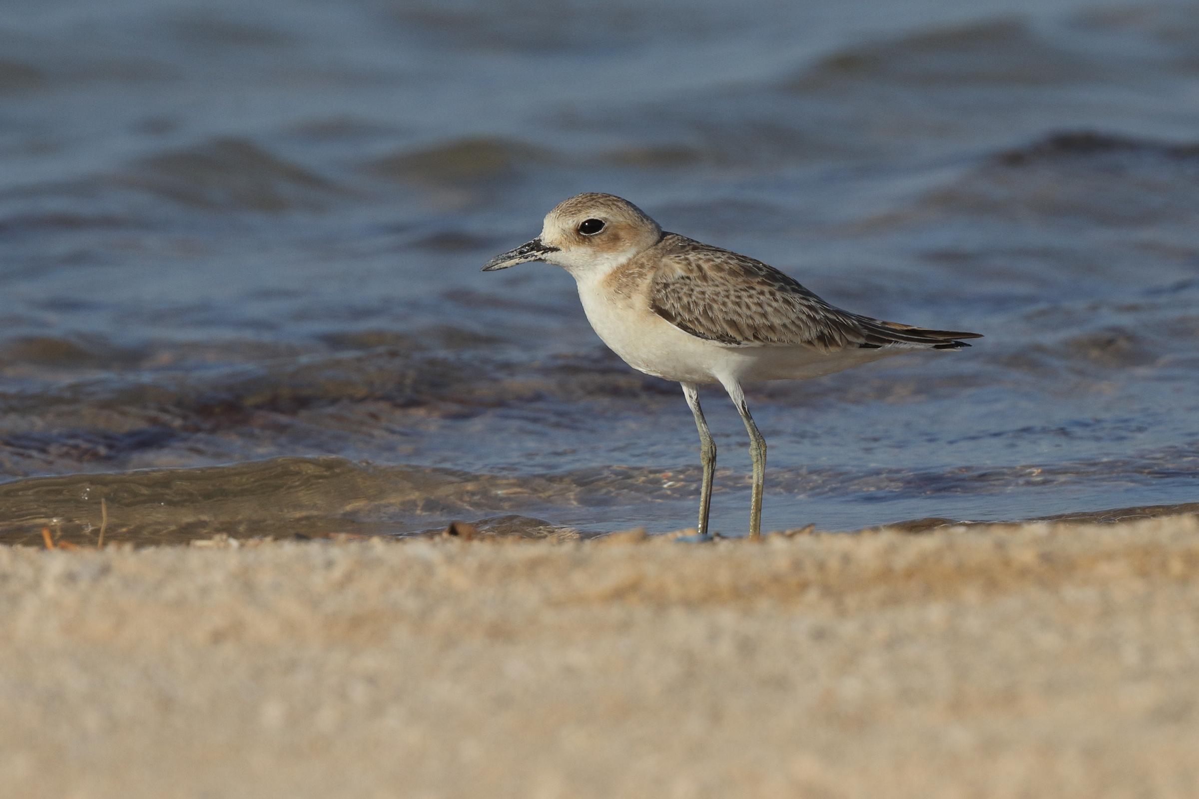 Greater Sandplover. Qatar, 24 June 2013 © Neil G. Morris.