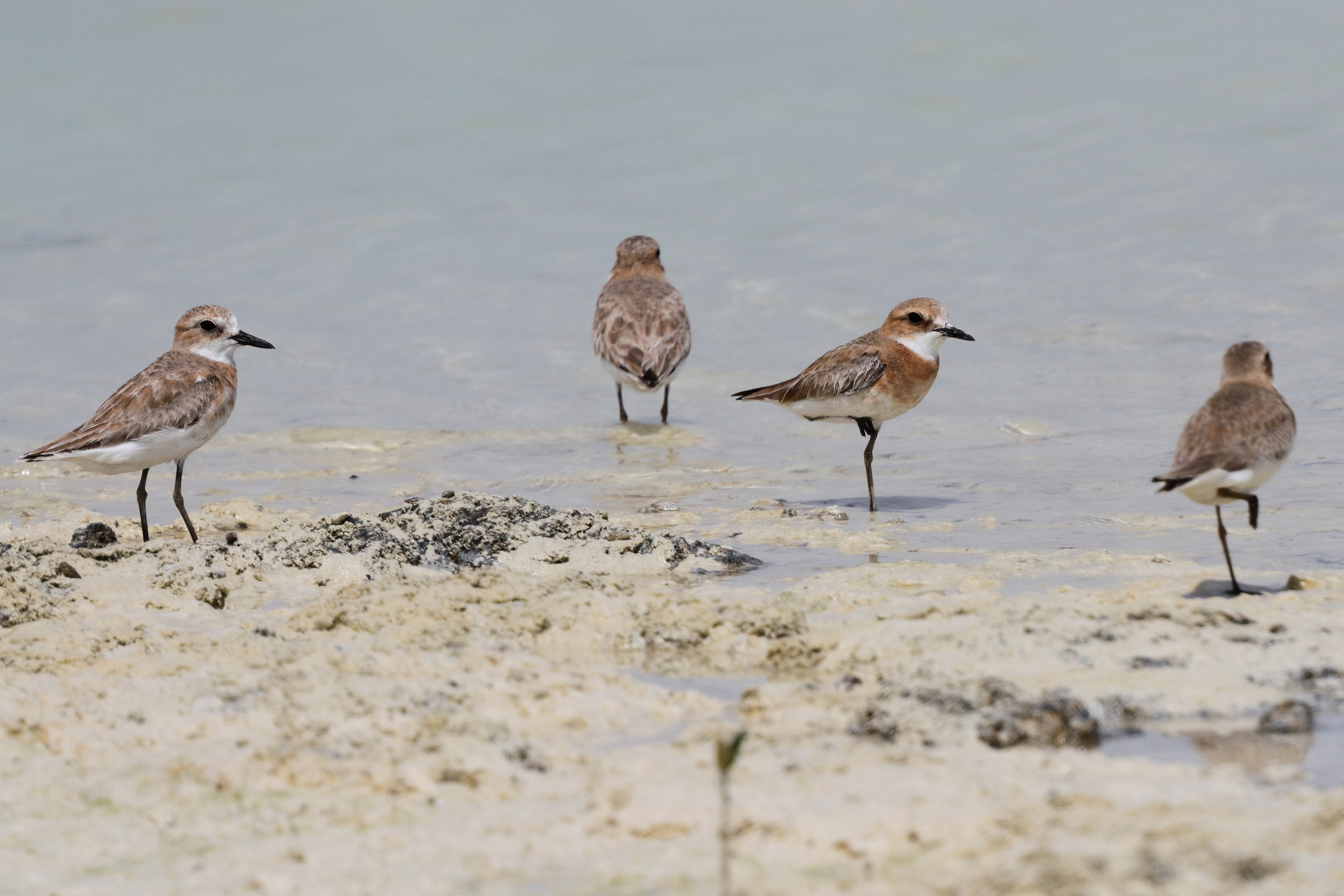 Greater Sandplover. Qatar, 08 March 2014 © Neil G. Morris.