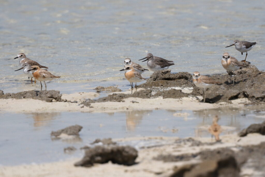 Greater Sandplover. Qatar, 21 May 2014 © Neil G. Morris.