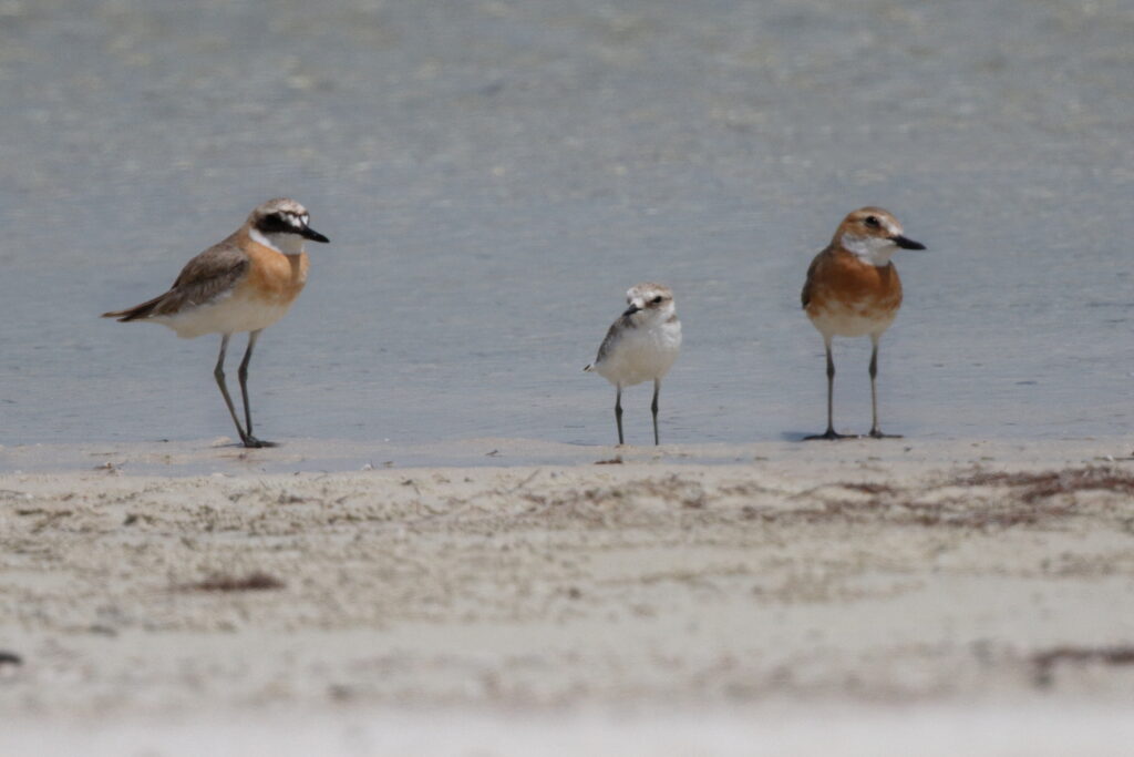 Greater Sandplover. Qatar, 21 May 2014 © Neil G. Morris.