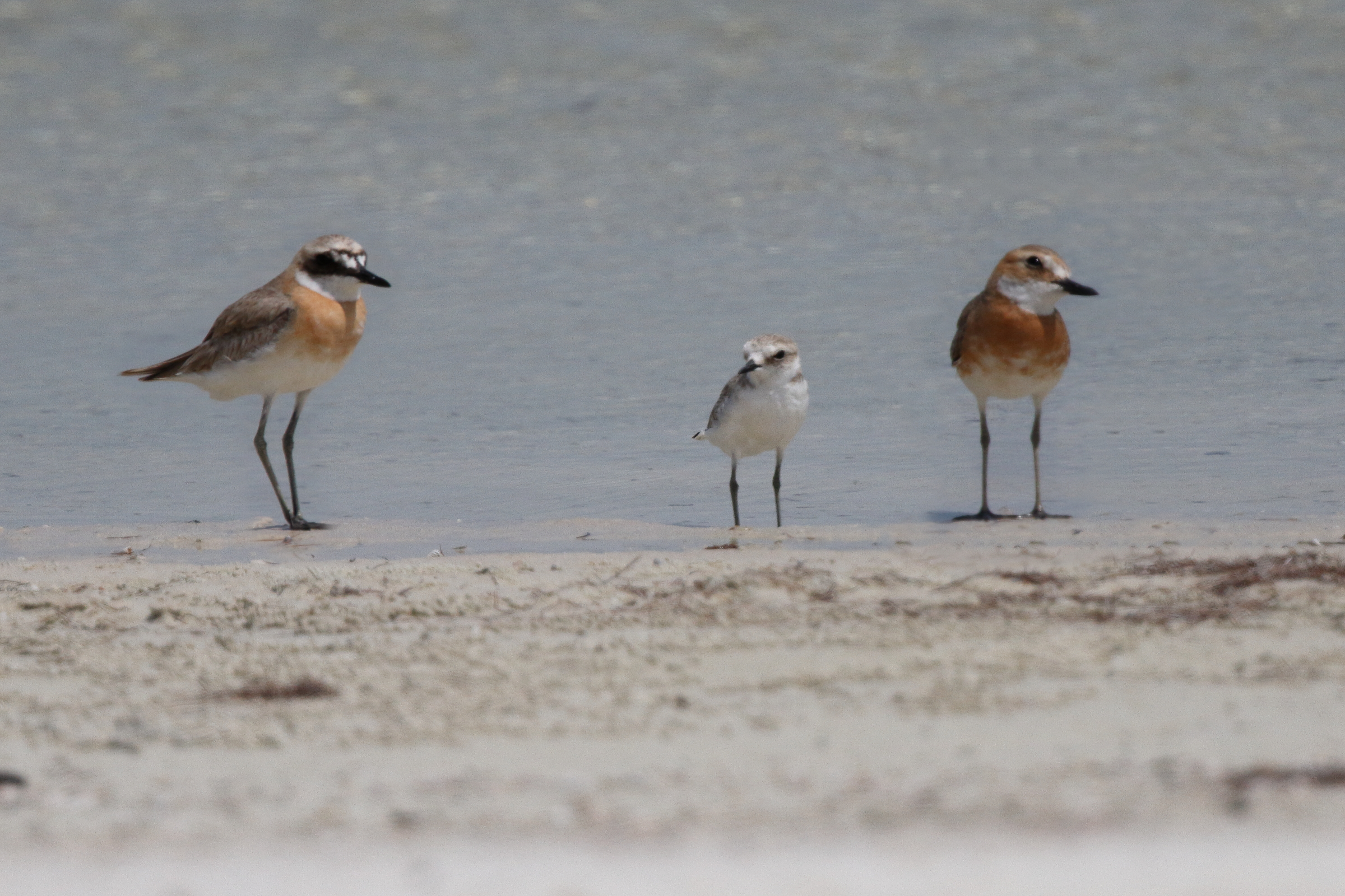 Greater Sandplover. Qatar, 21 May 2014 © Neil G. Morris.