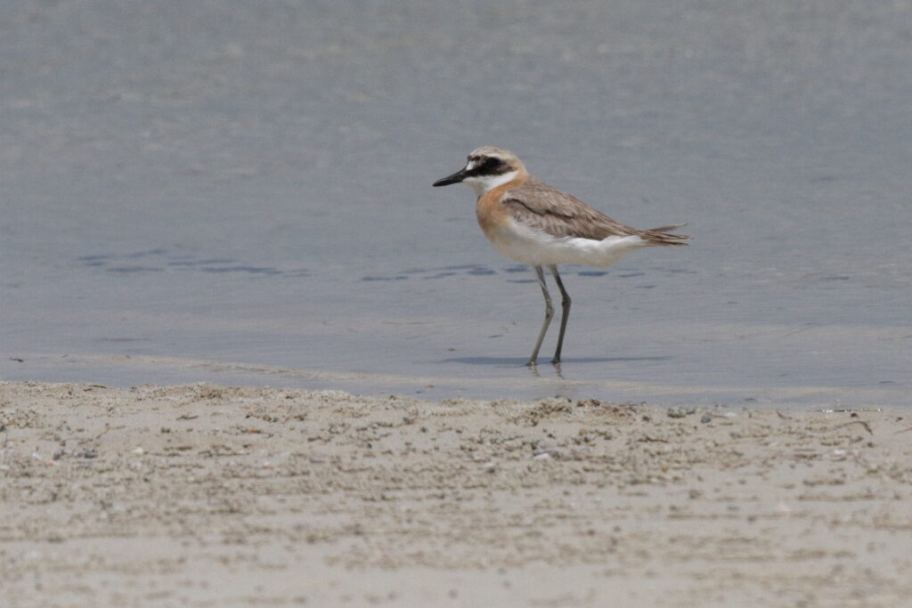 Greater Sandplover. Qatar, 21 May 2014 © Neil G. Morris.