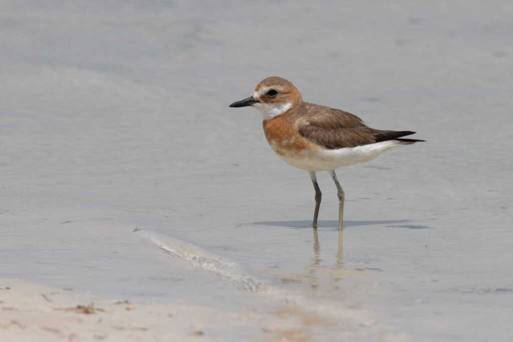 Greater Sandplover. Qatar, 21 May 2014 © Neil G. Morris.
