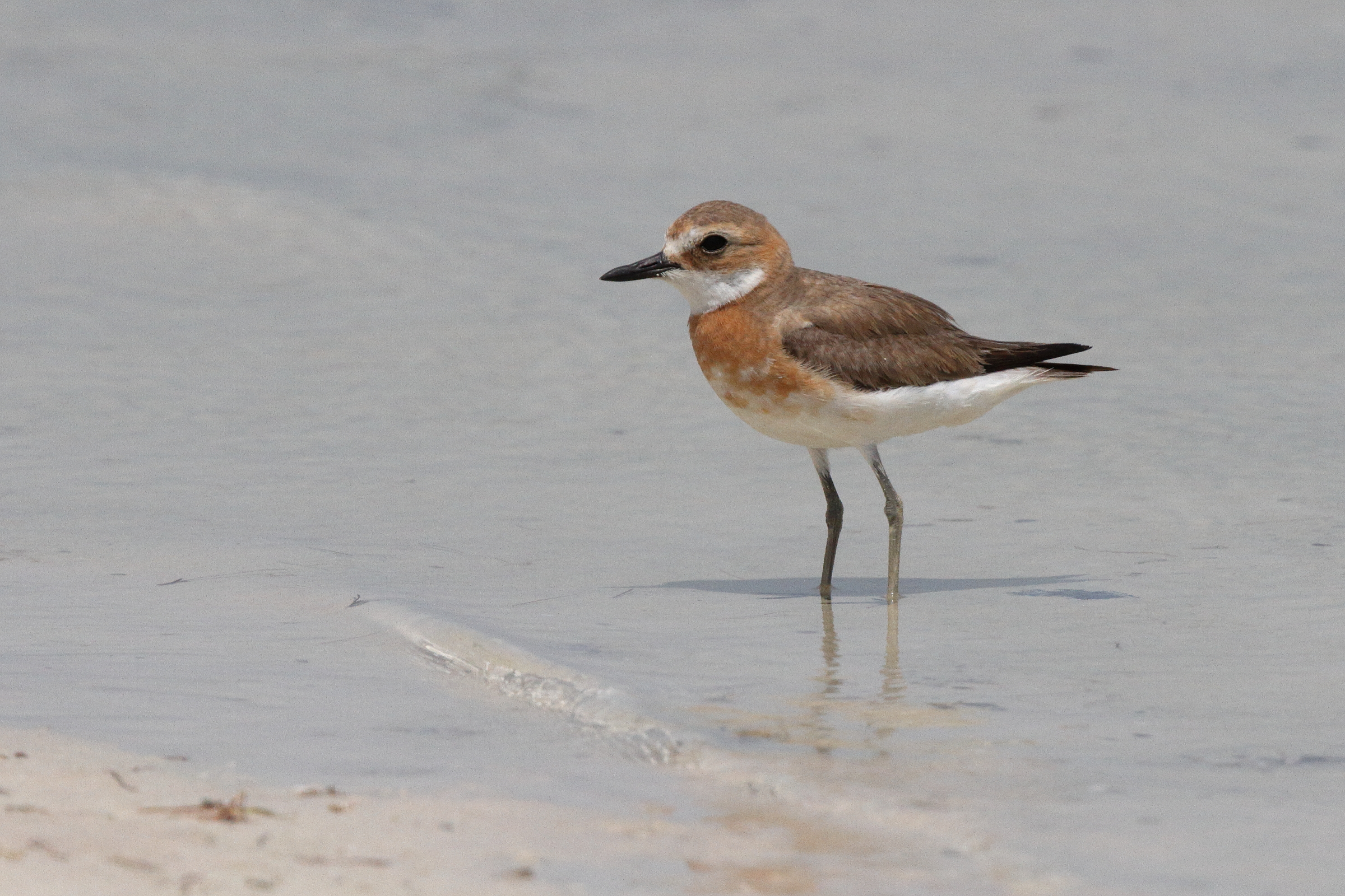 Greater Sandplover. Qatar, 21 May 2014 © Neil G. Morris.