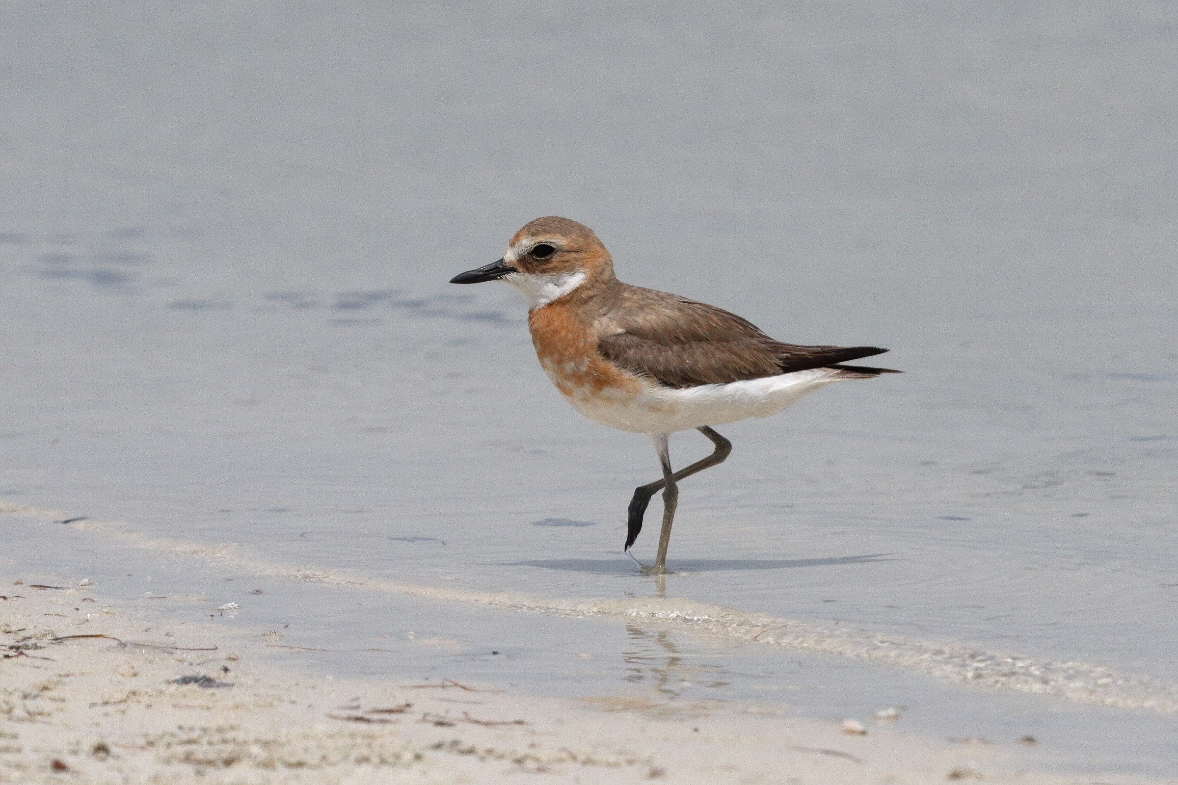 Greater Sandplover. Qatar, 21 May 2014 © Neil G. Morris.