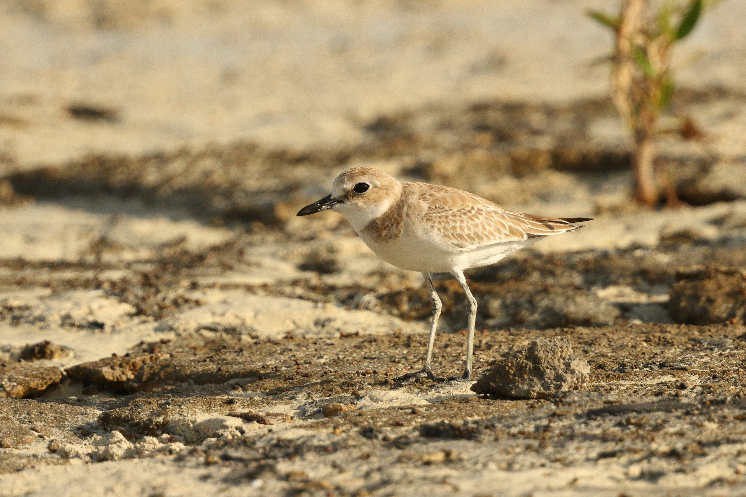 Greater Sandplover. Qatar, 26 June 2014 © Neil G. Morris.