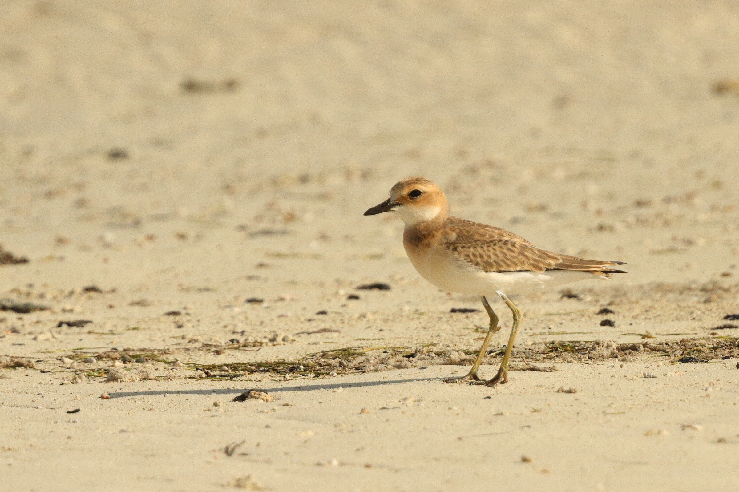 Greater Sandplover. Qatar, 26 June 2014 © Neil G. Morris.