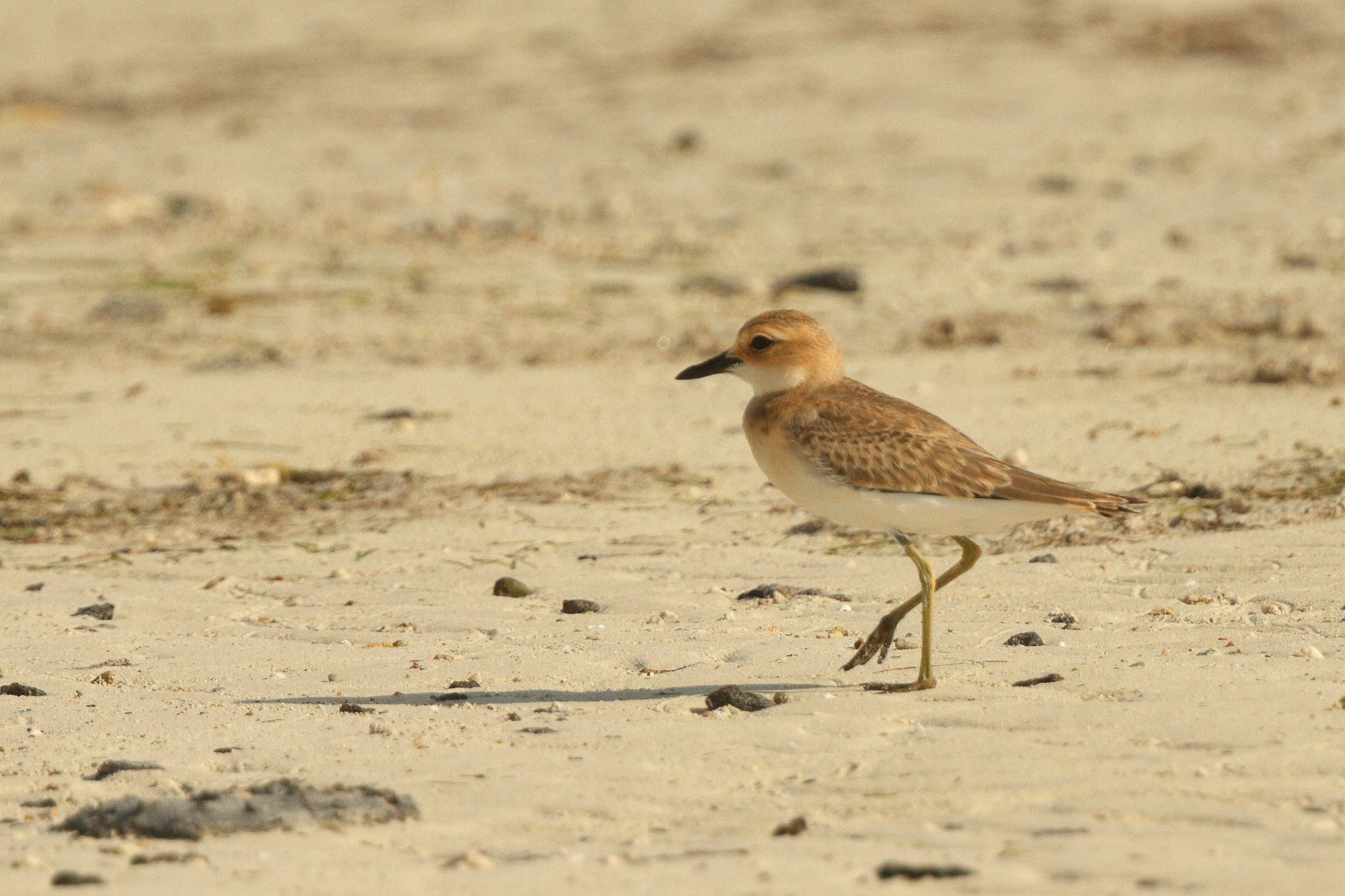 Greater Sandplover. Qatar, 26 June 2014 © Neil G. Morris.