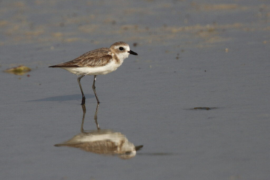 Lesser Sandplover. Qatar, 22 October 2012 © Neil G. Morris.